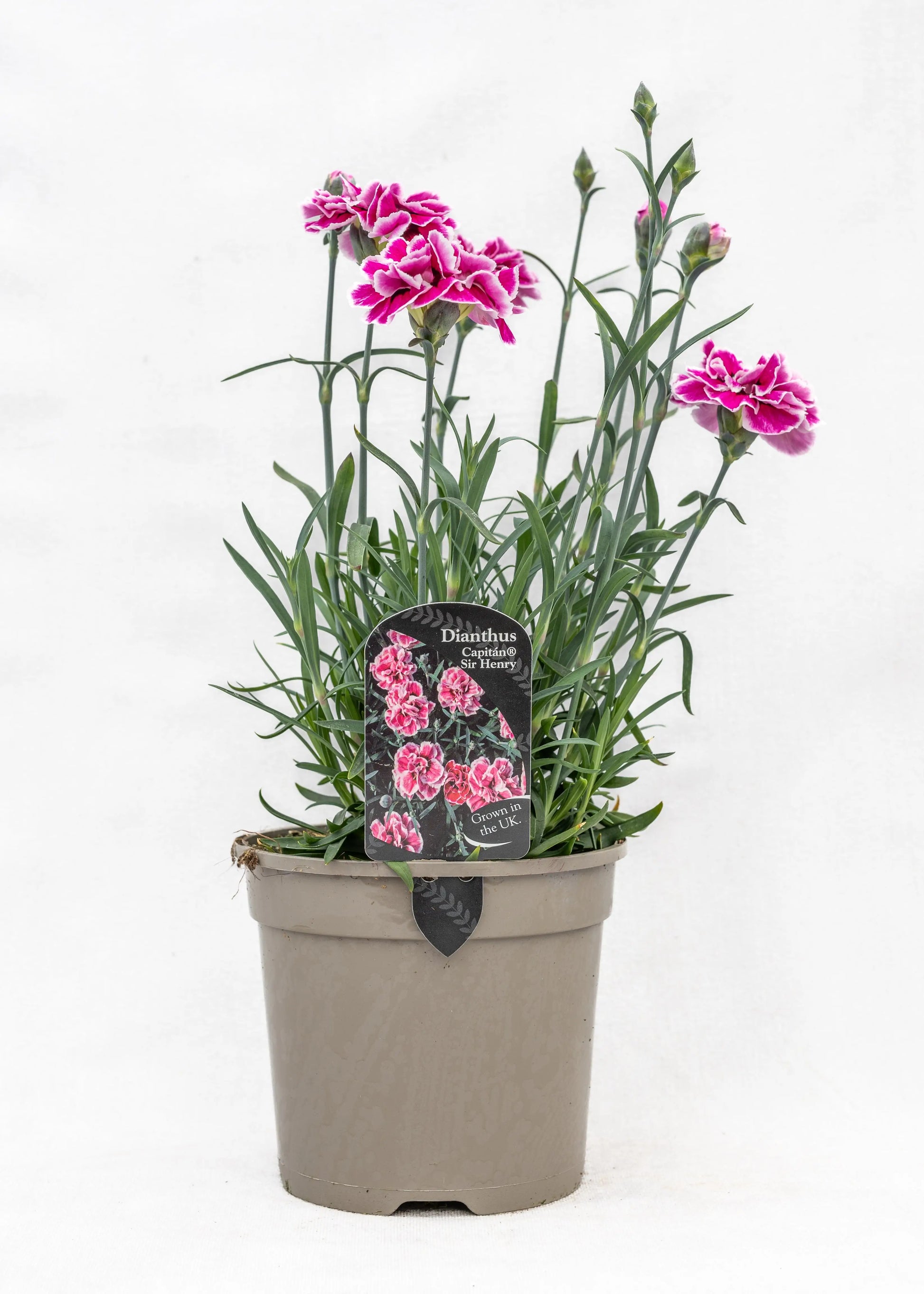 Dianthus caryophyllus 'Capitan Sir Henry'