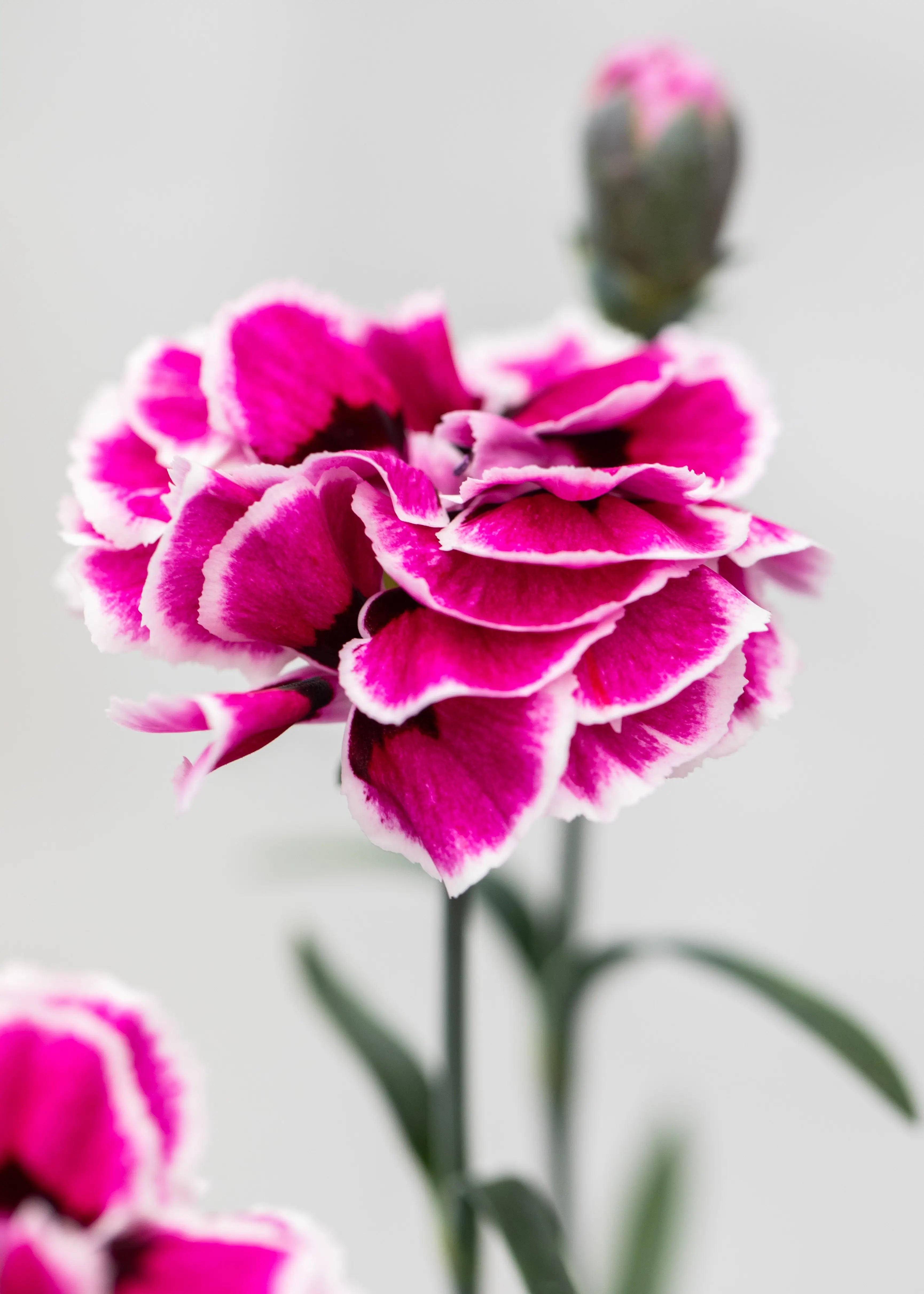 Dianthus caryophyllus 'Capitan Sir Henry'