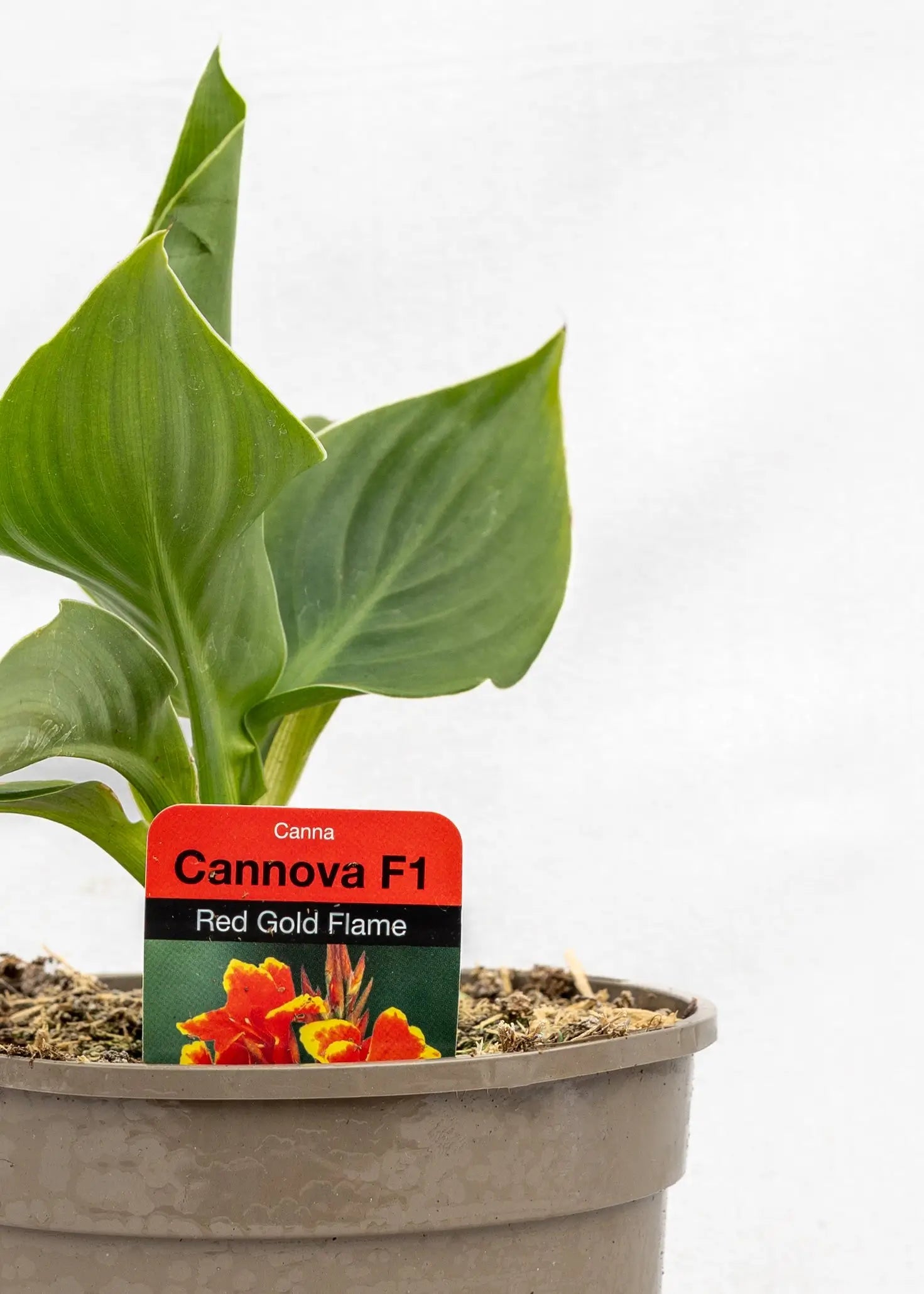 Canna 'Cannova Red Golden Flame'