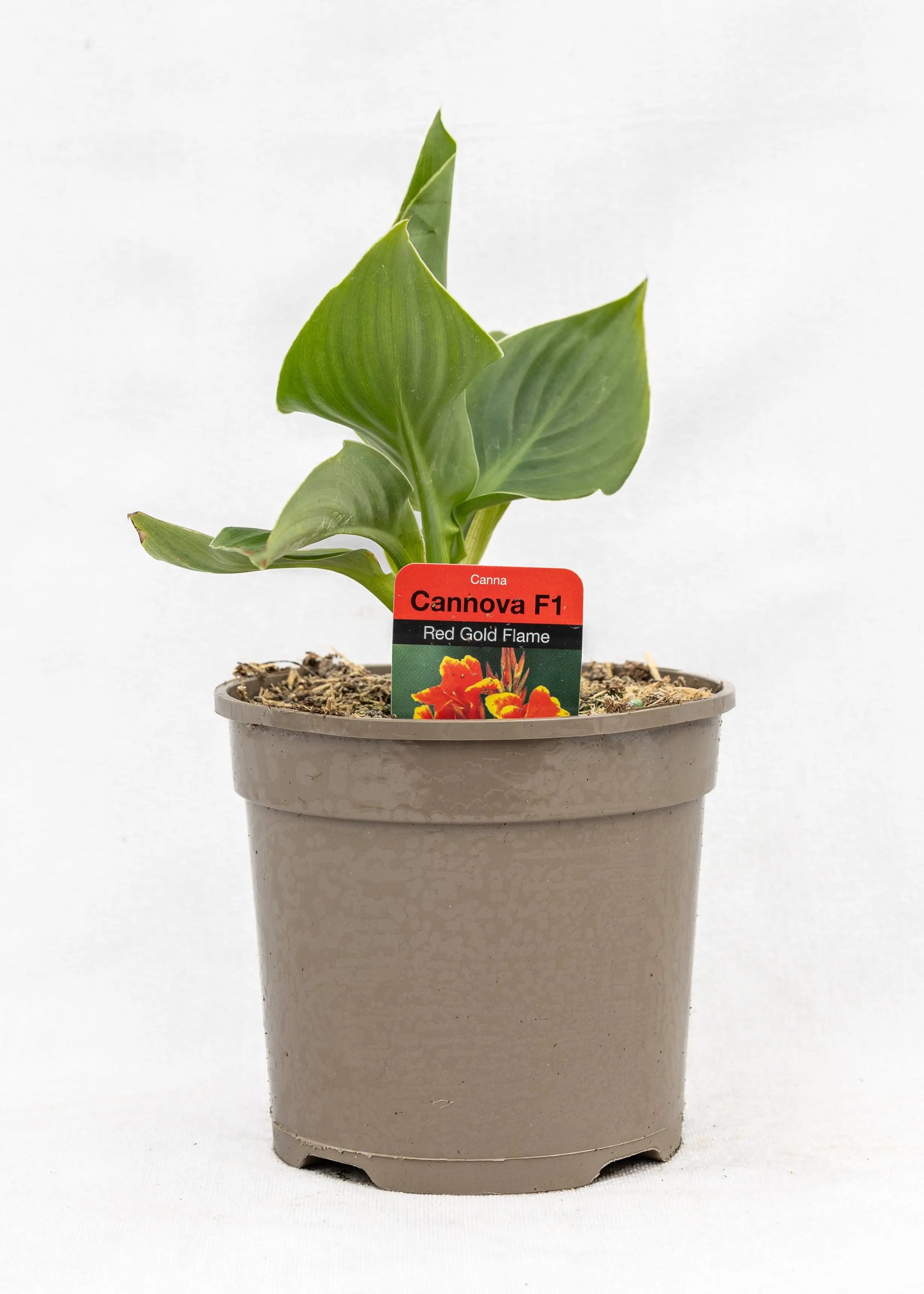 Canna 'Cannova Red Golden Flame'