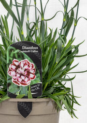 Dianthus caryophyllus 'Capitan Calizo'