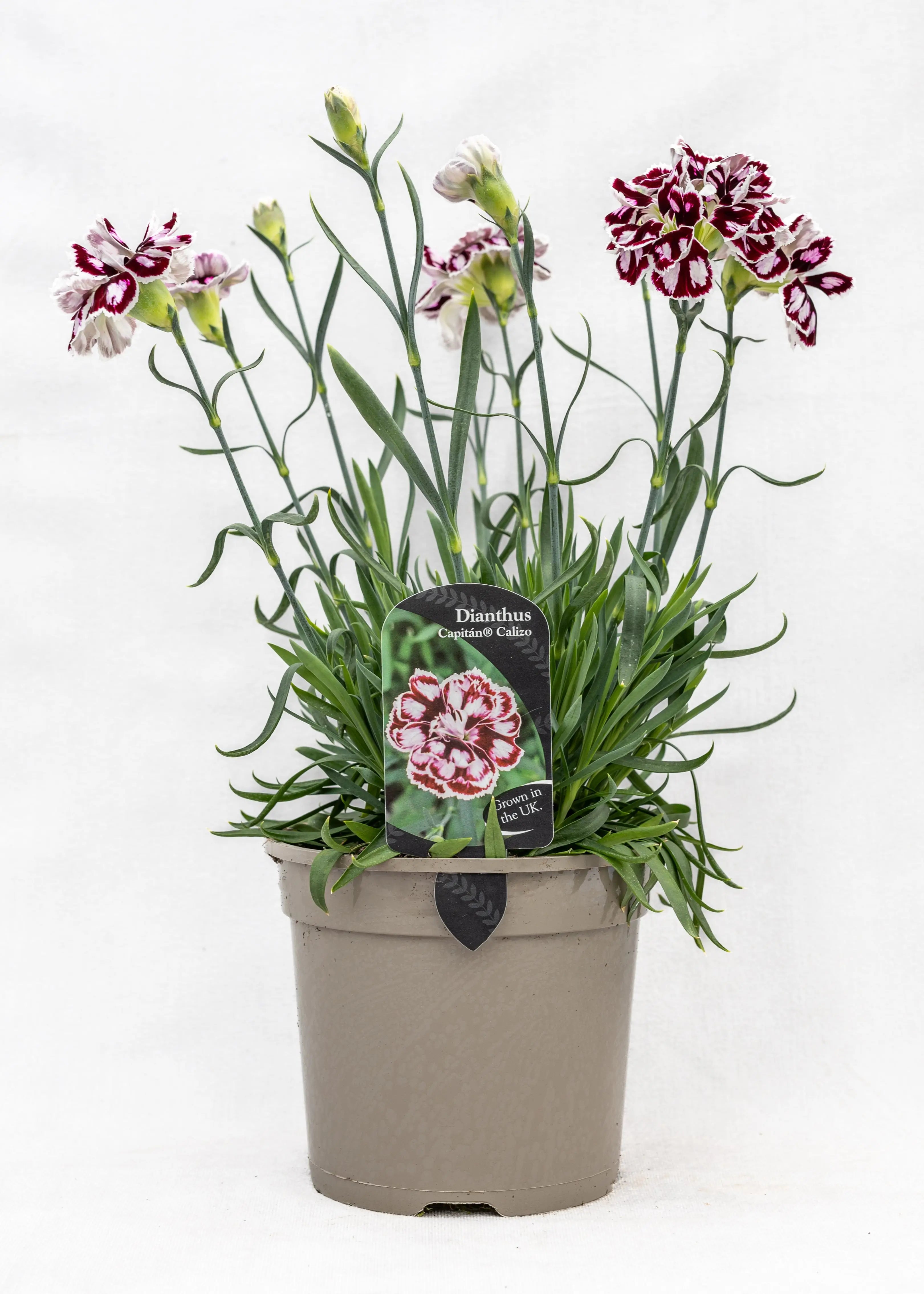 Dianthus caryophyllus 'Capitan Calizo'