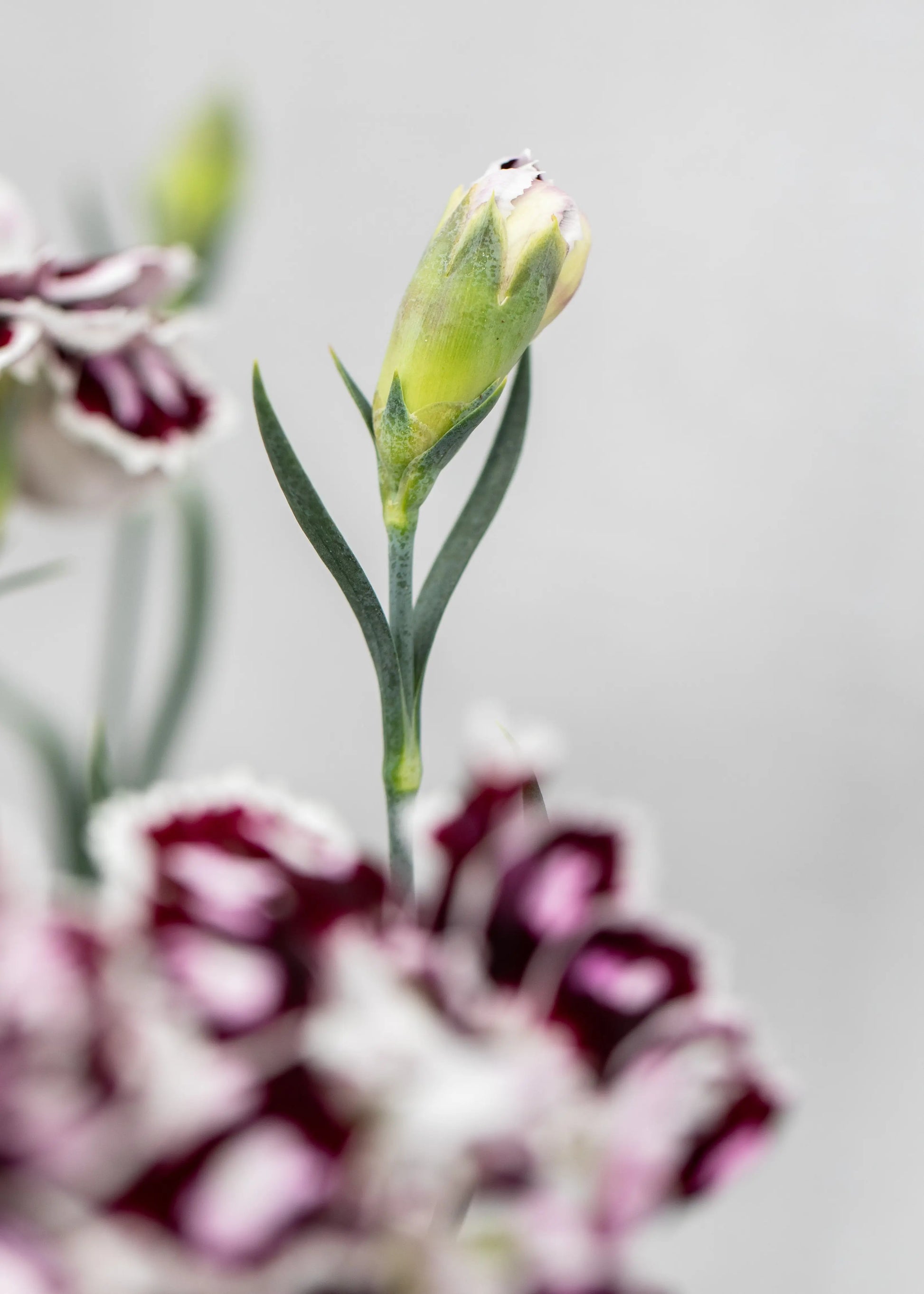 Dianthus caryophyllus 'Capitan Calizo'