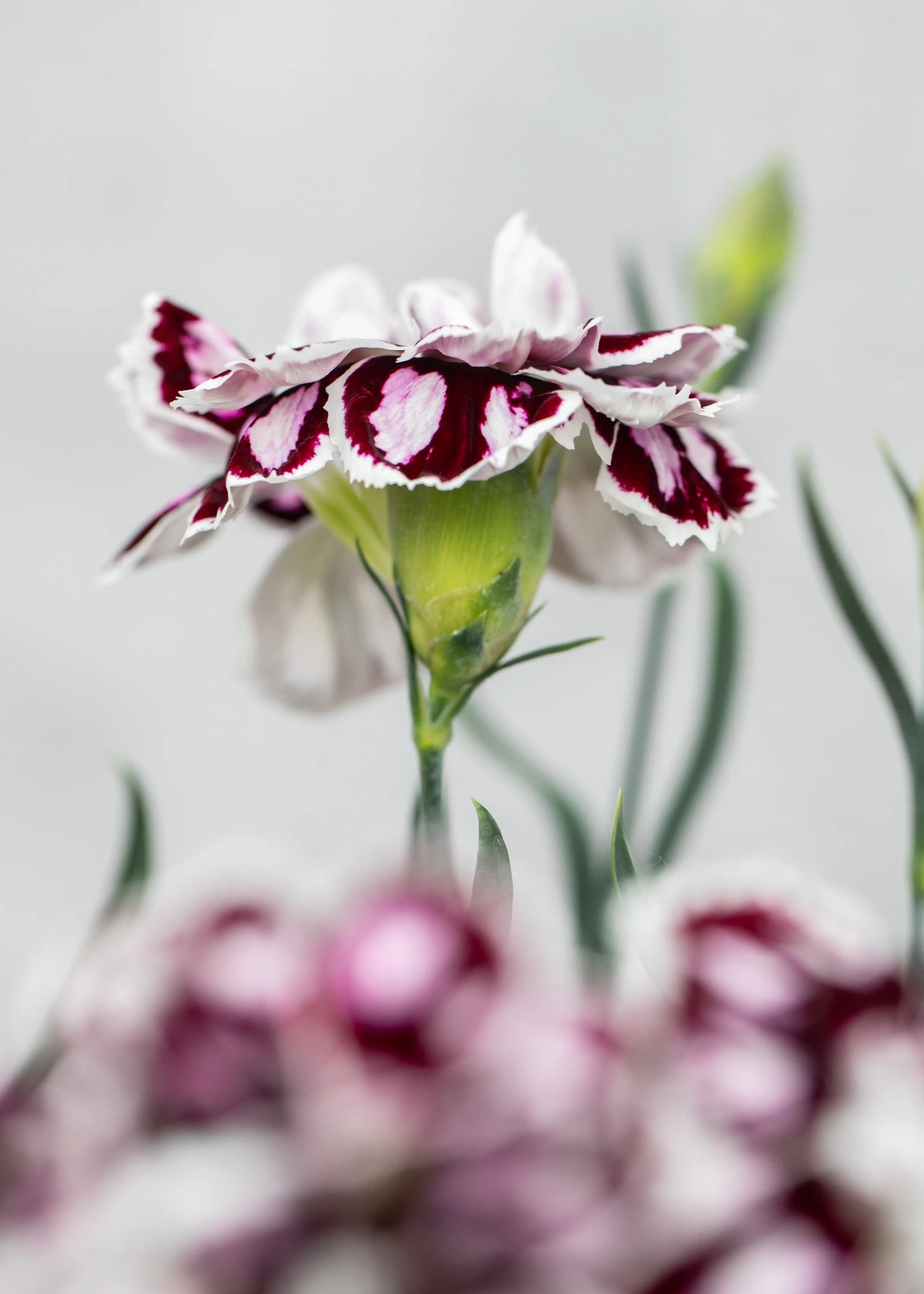 Dianthus caryophyllus 'Capitan Calizo'