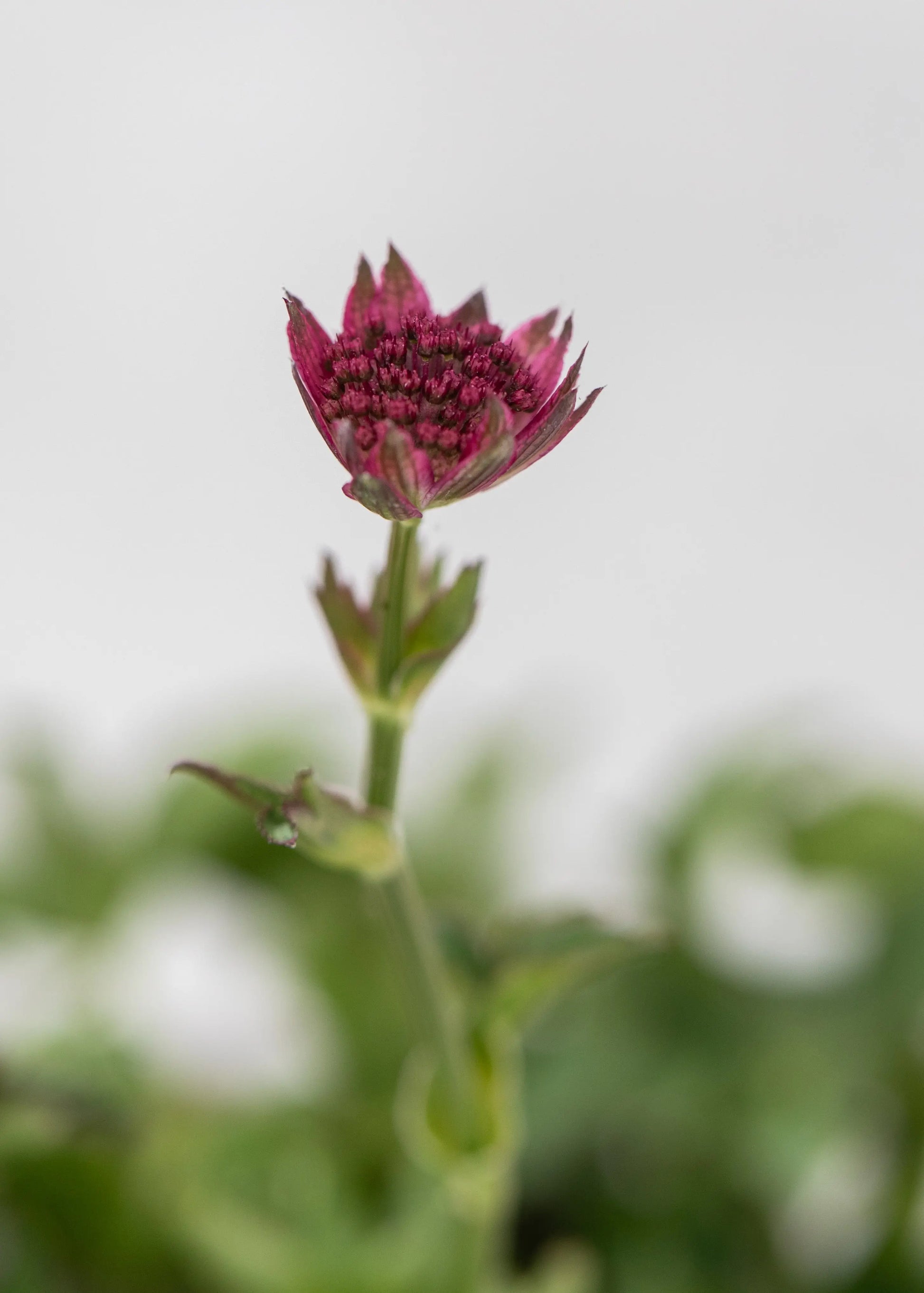 Astrantia 'Roma'