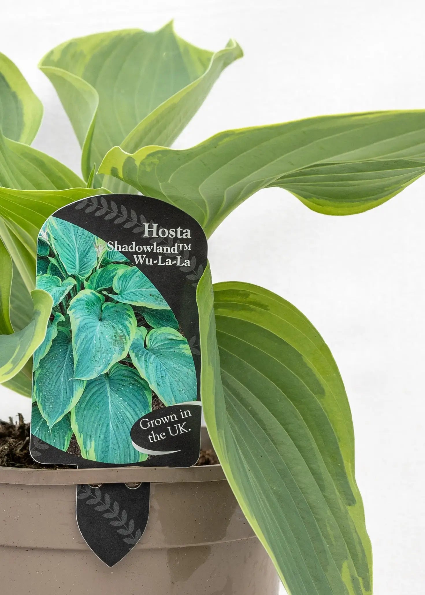 Hosta 'Shadowland Wu-la-la'