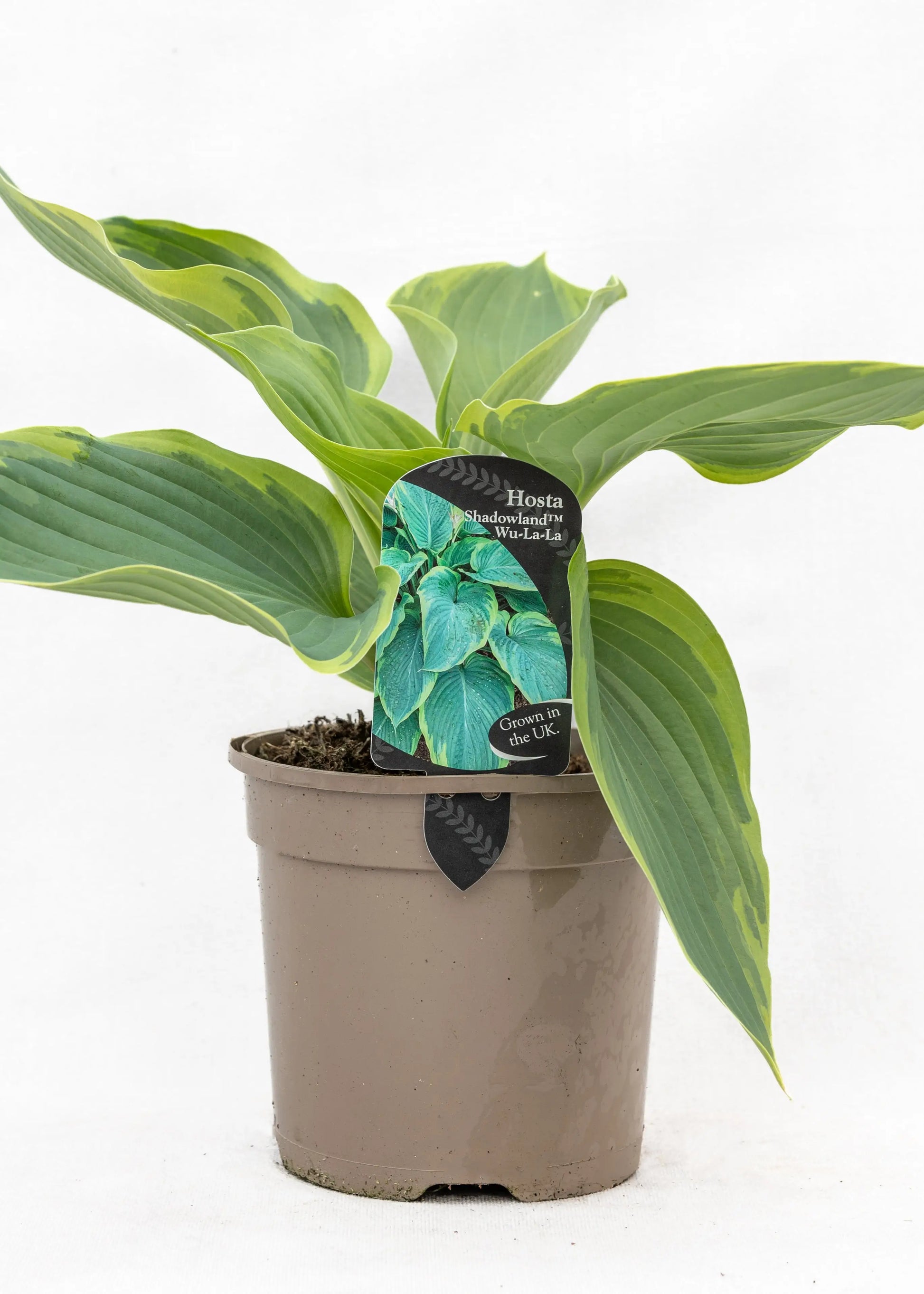 Hosta 'Shadowland Wu-la-la'
