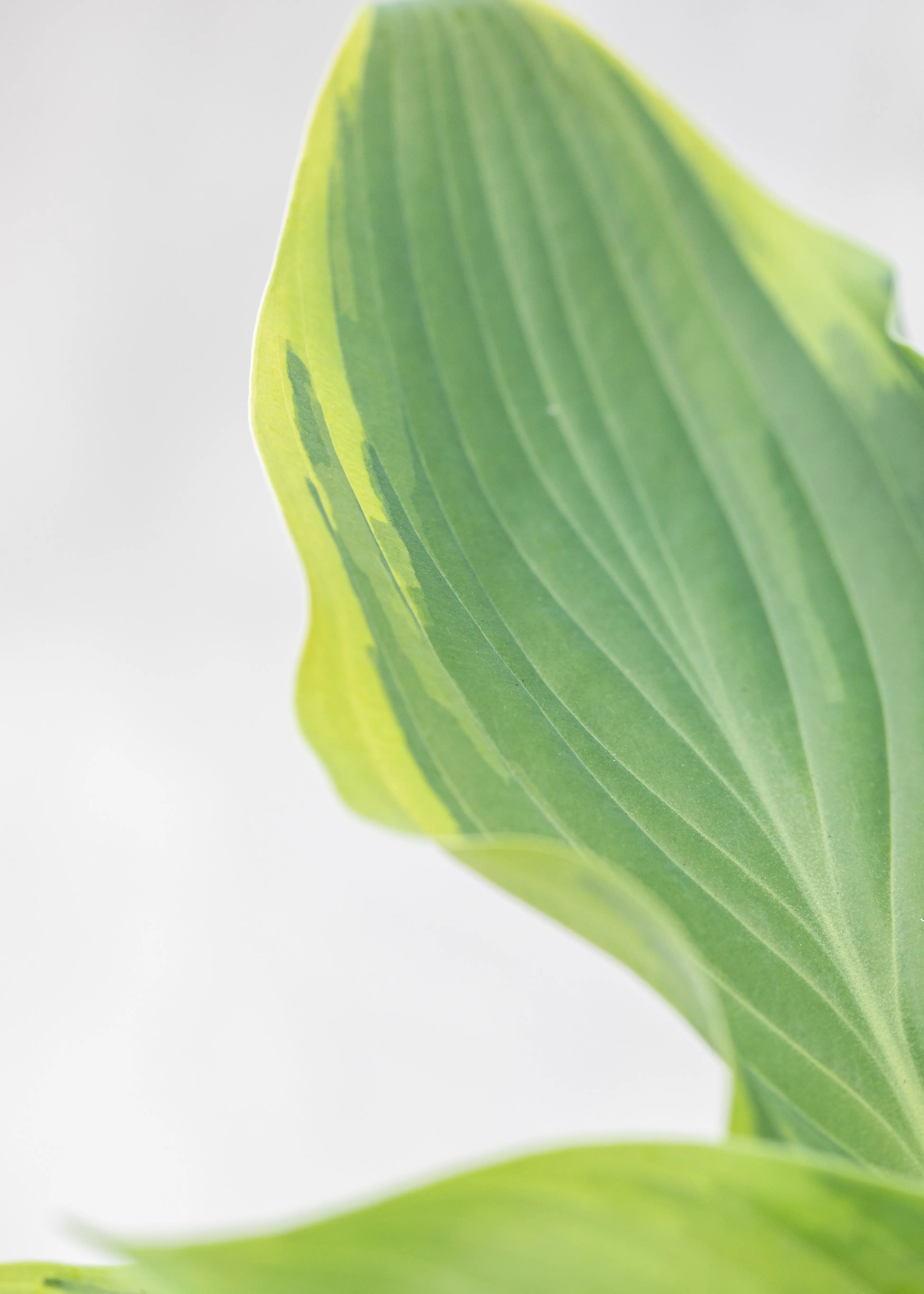 Hosta 'Shadowland Wu-la-la'