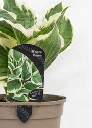 Hosta 'Patriot'