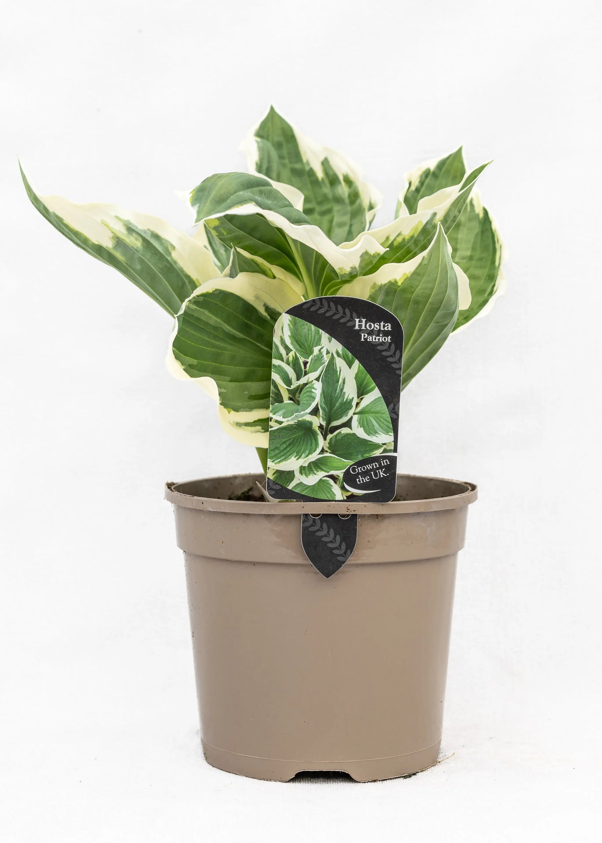 Hosta 'Patriot'
