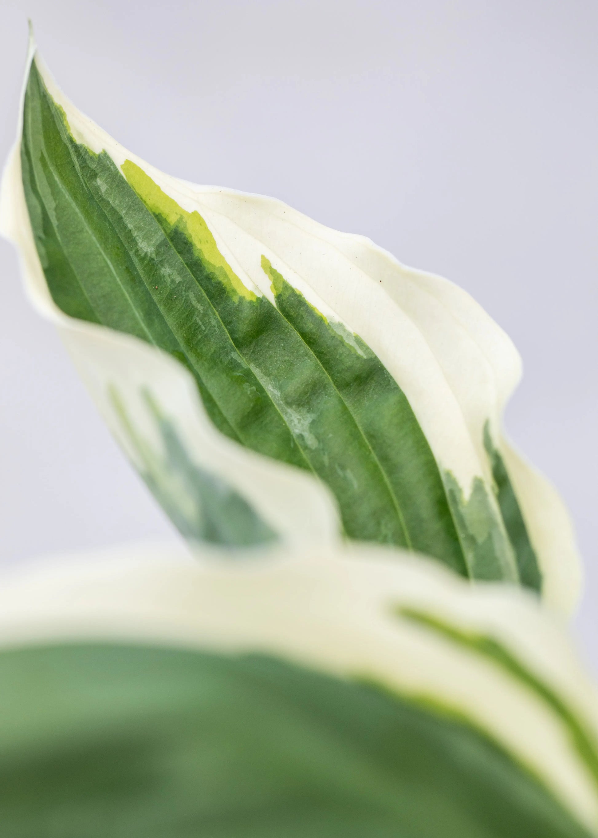 Hosta 'Patriot'