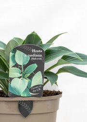 Hosta 'Halcyon'
