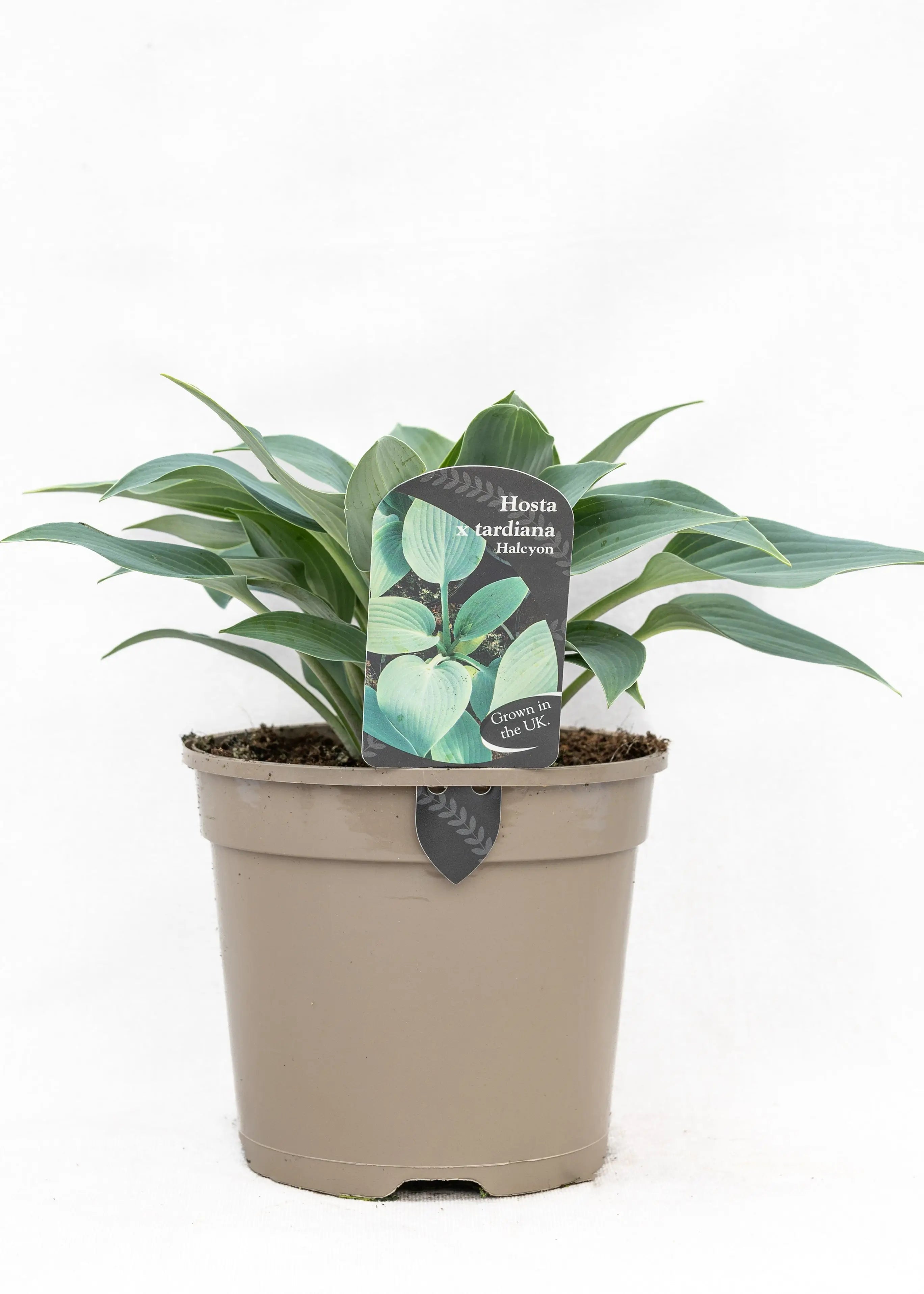 Hosta 'Halcyon'