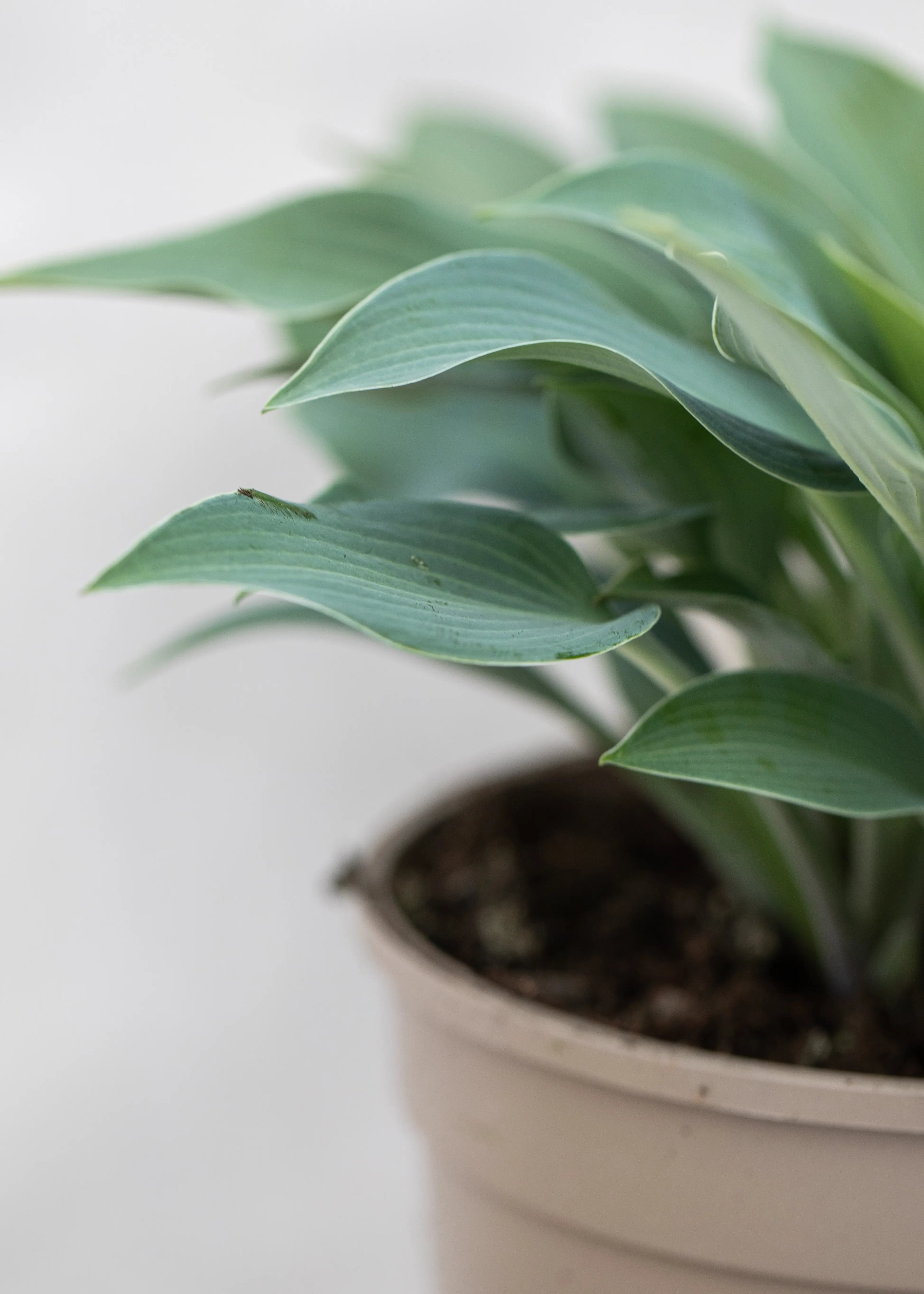 Hosta 'Halcyon'