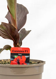 Canna 'Cannova Scarlet Bronze Leaf'