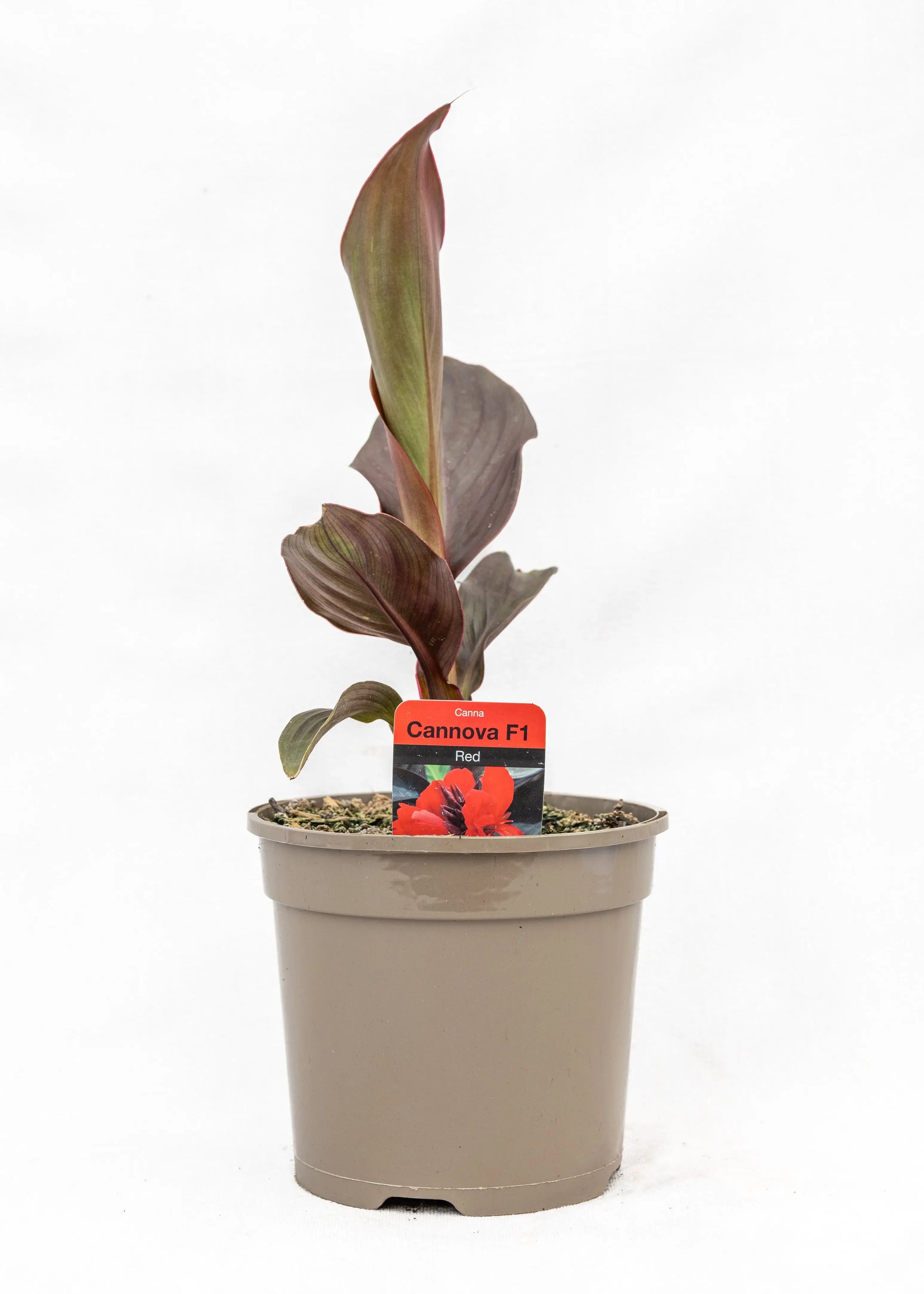 Canna 'Cannova Scarlet Bronze Leaf'