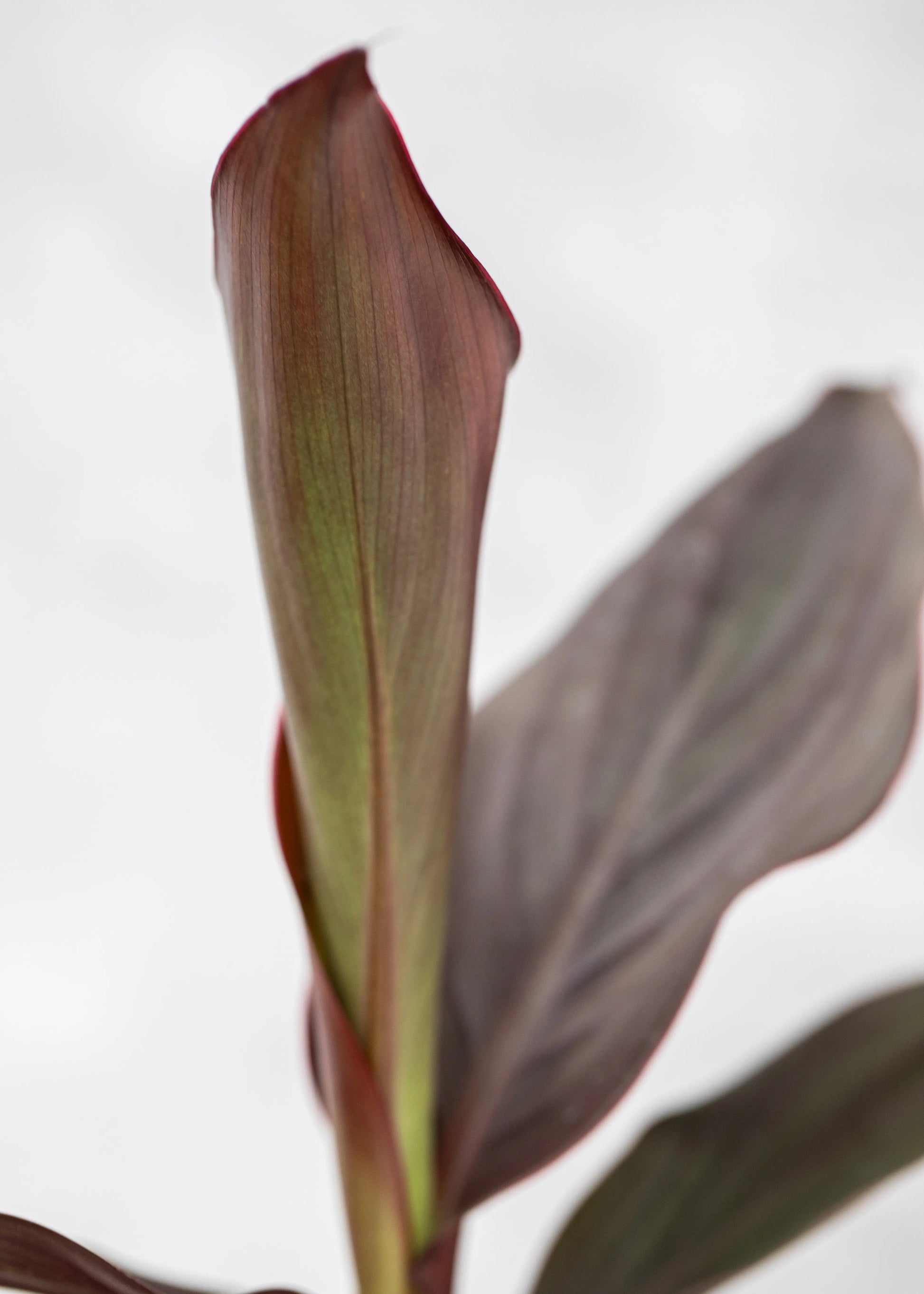 Canna 'Cannova Scarlet Bronze Leaf'
