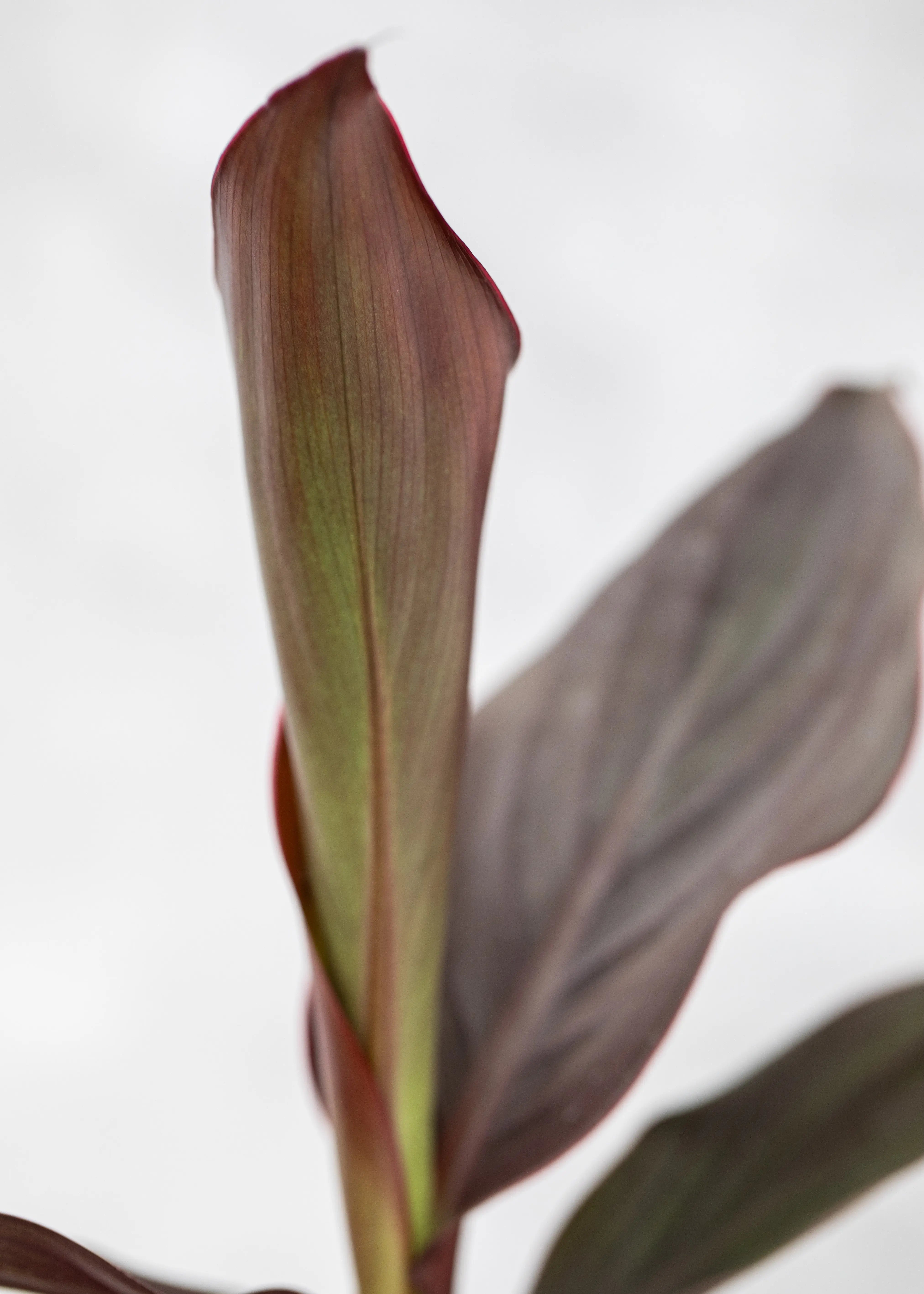 Canna 'Cannova Scarlet Bronze Leaf'