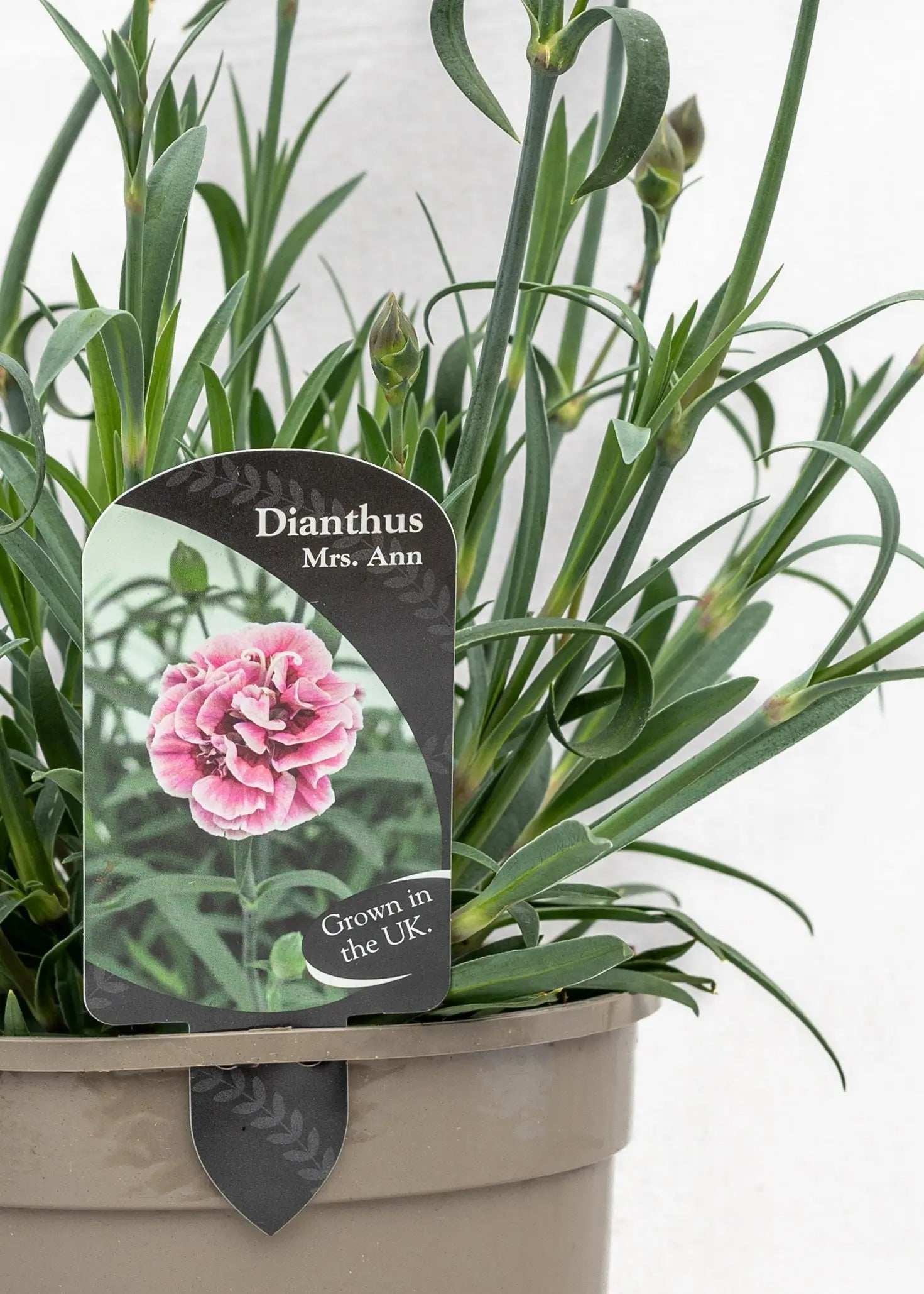 Dianthus caryophyllus 'Capitan Mrs Ann'