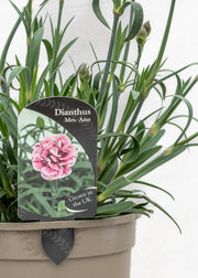 Dianthus caryophyllus 'Capitan Mrs Ann'