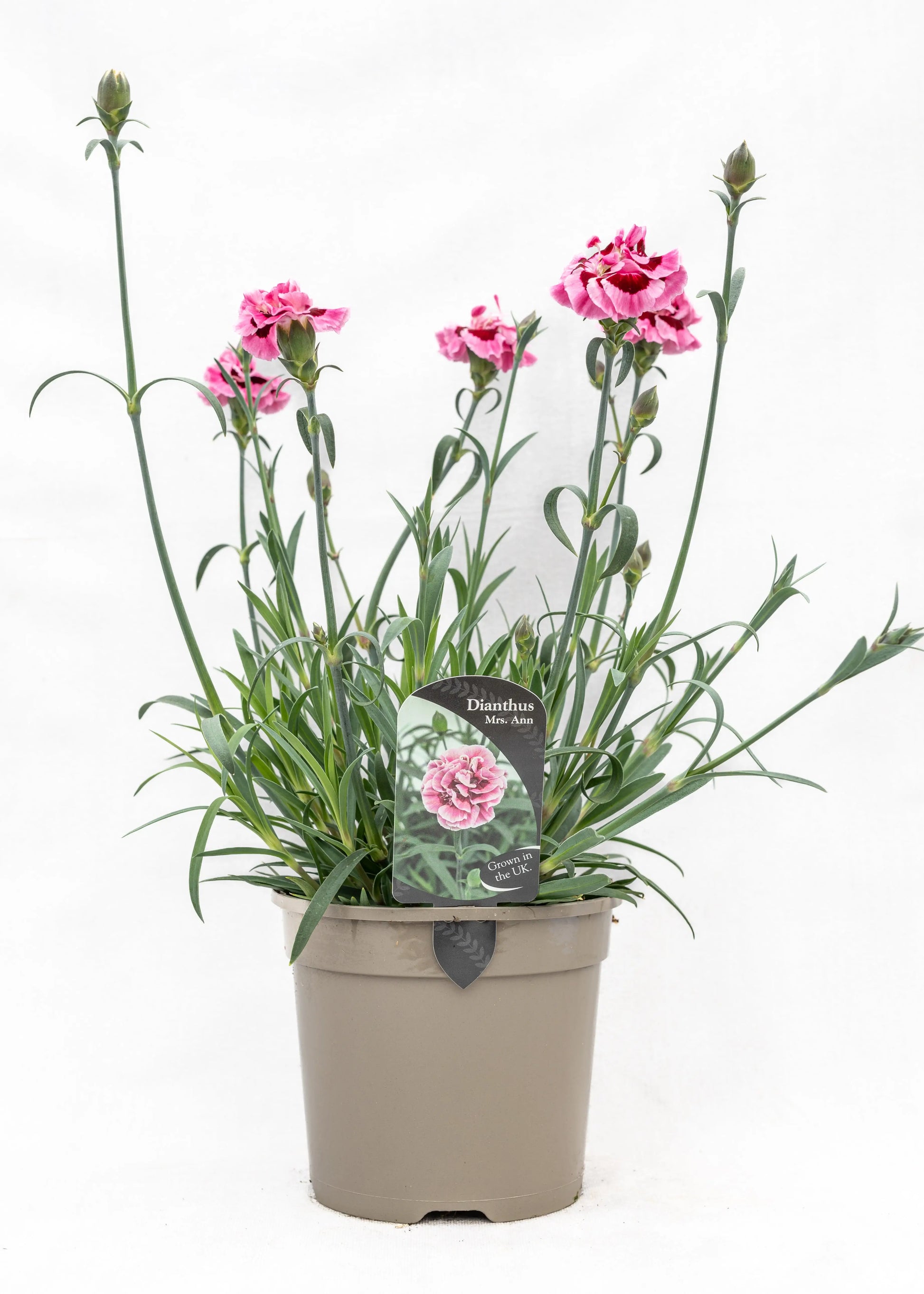 Dianthus caryophyllus 'Capitan Mrs Ann'