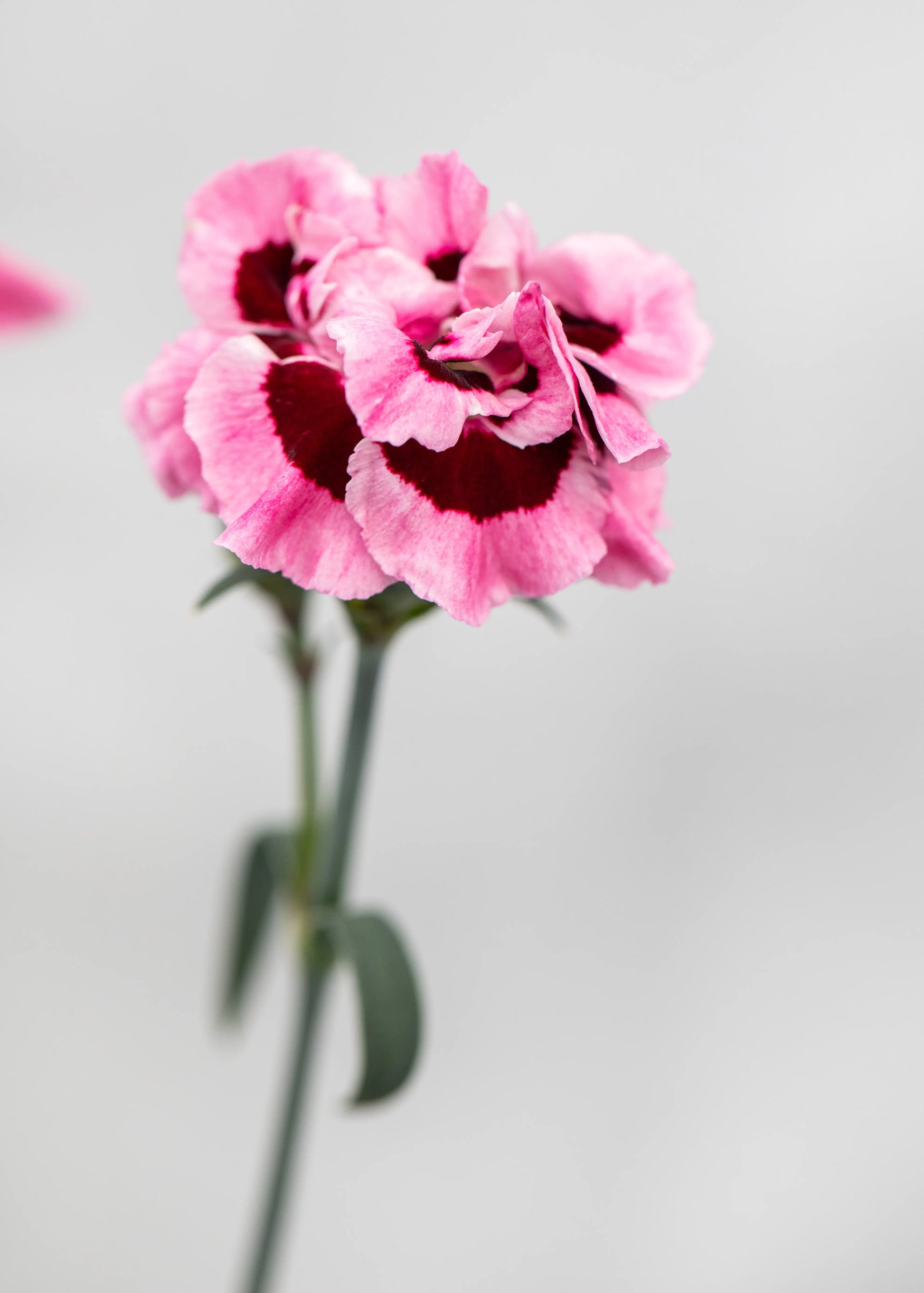 Dianthus caryophyllus 'Capitan Mrs Ann'