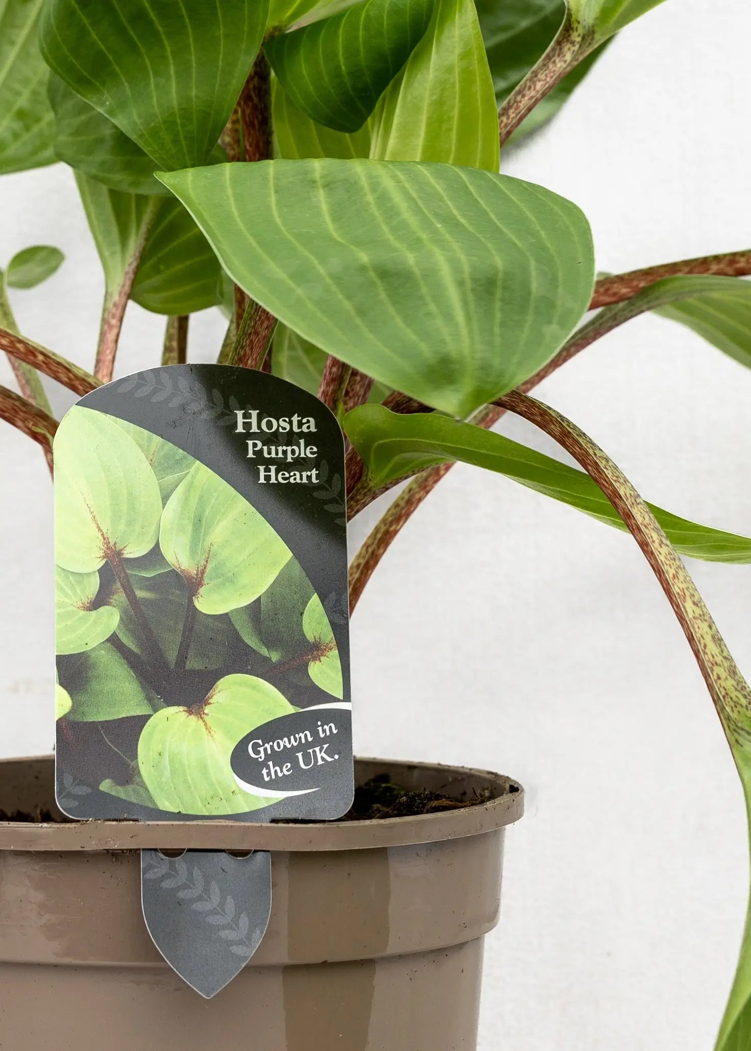 Hosta 'Purple Heart'