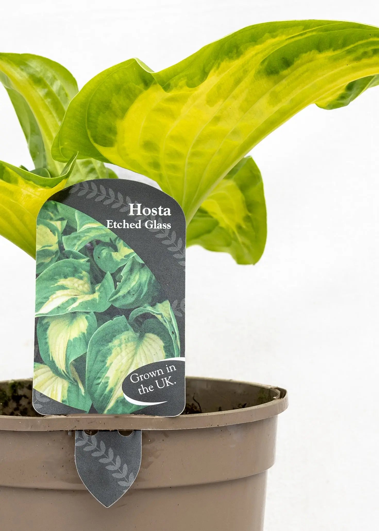 Hosta 'Shadowland Etched Glass'