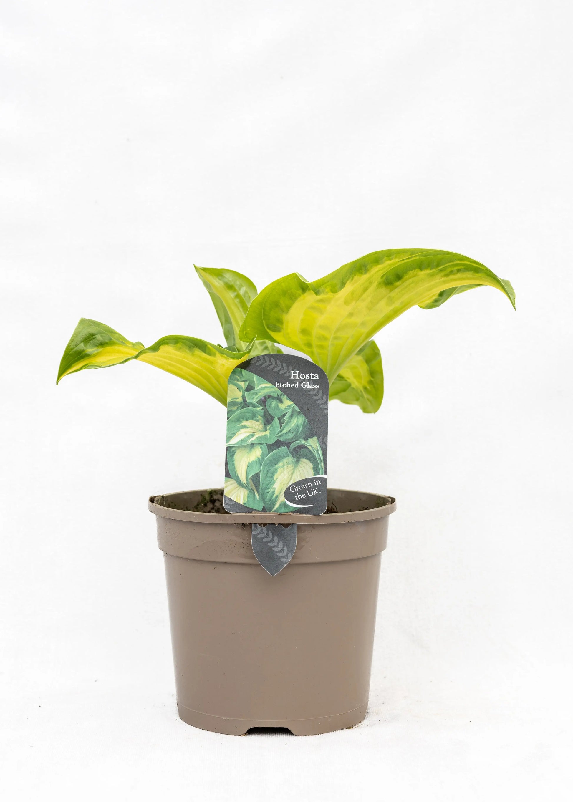 Hosta 'Shadowland Etched Glass'