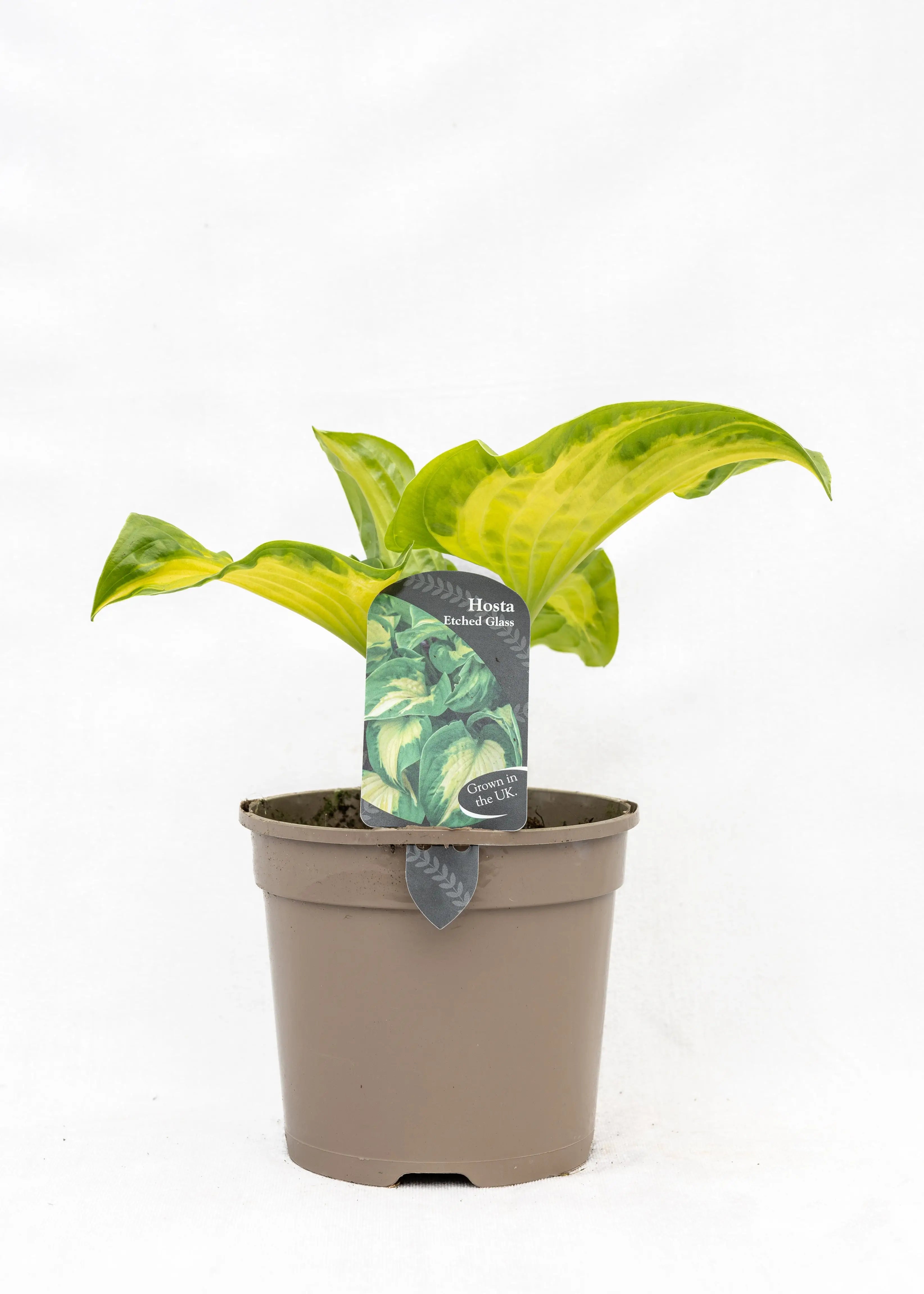 Hosta 'Shadowland Etched Glass'