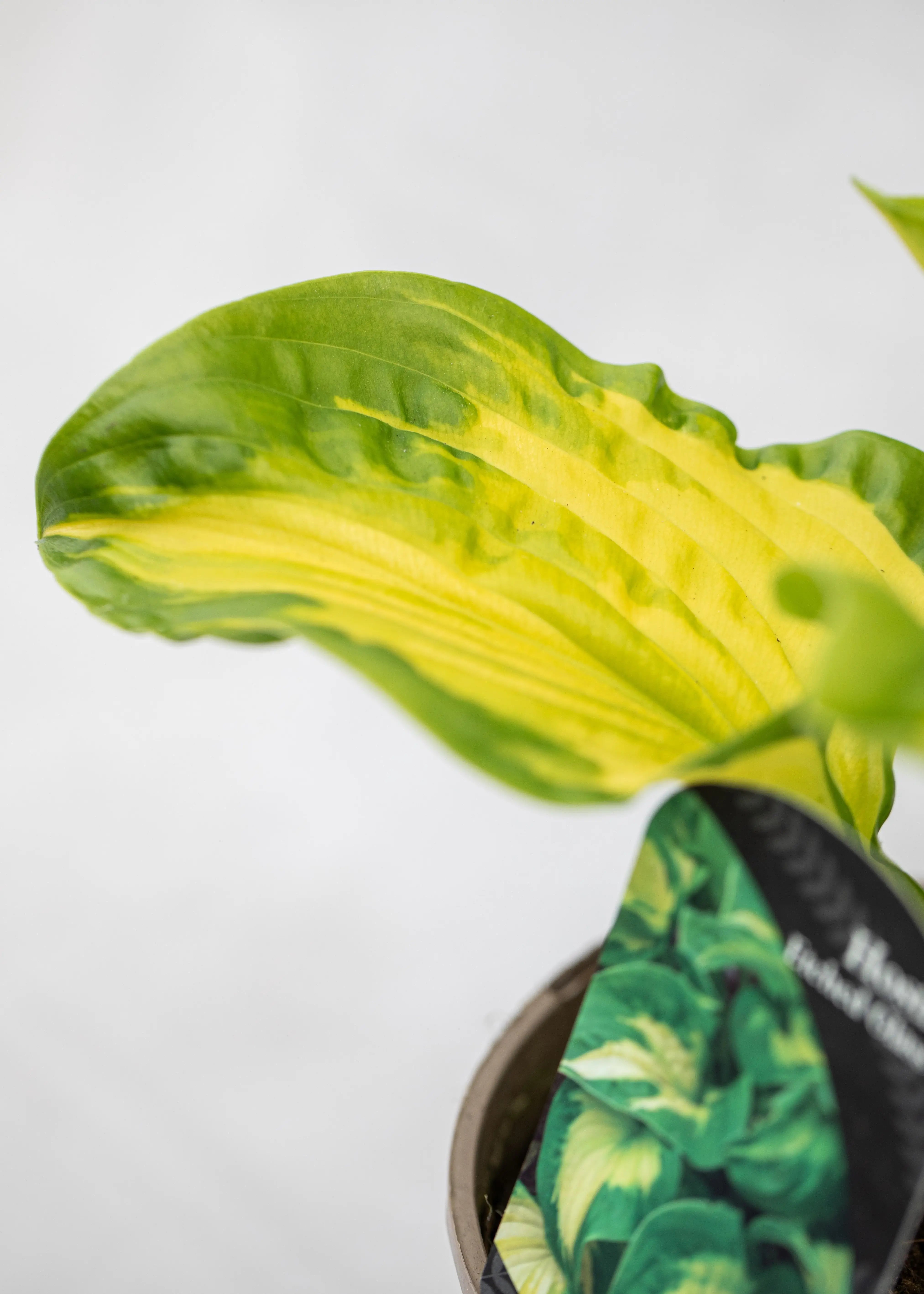 Hosta 'Shadowland Etched Glass'
