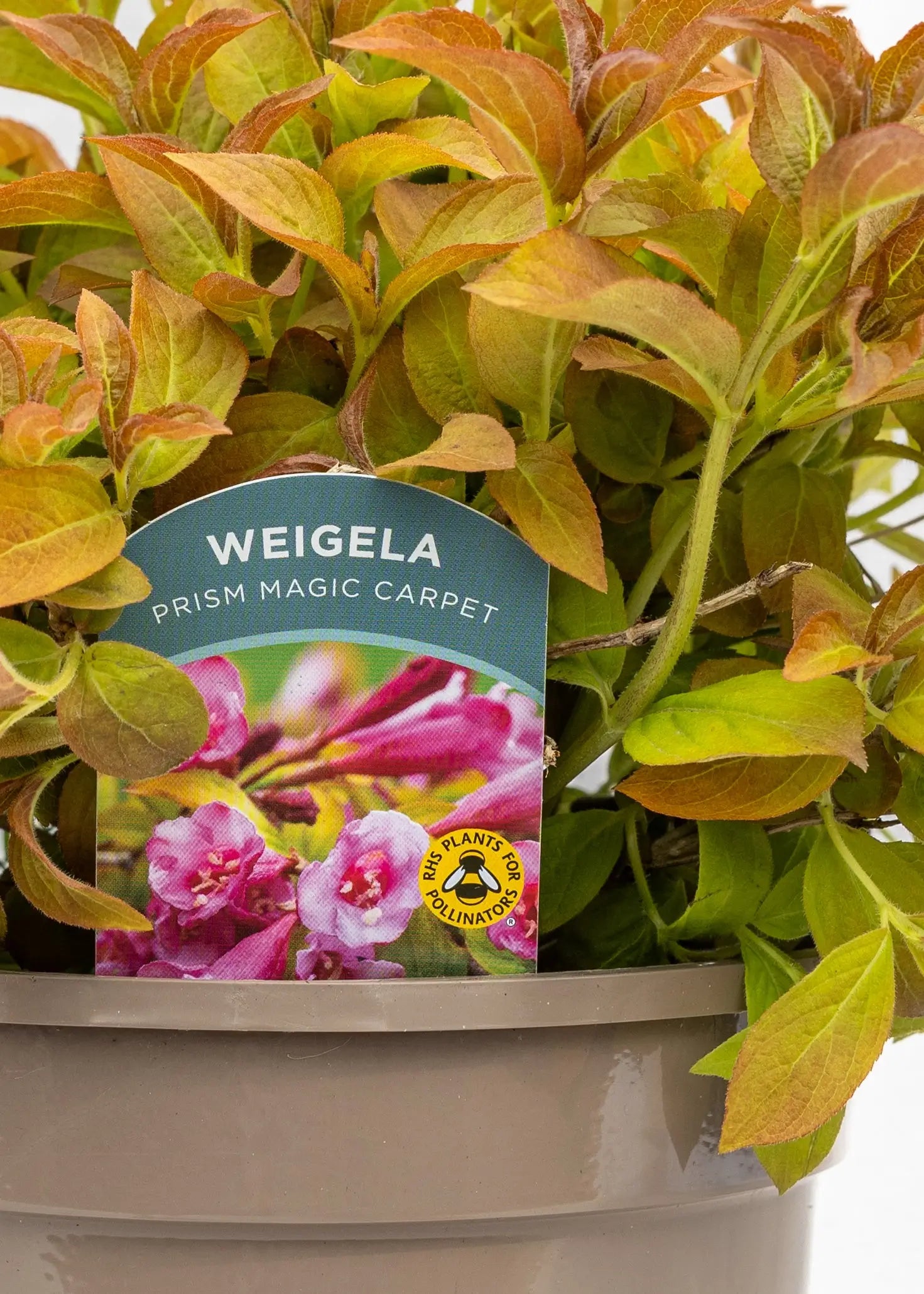 Weigela 'Magic Carpet'