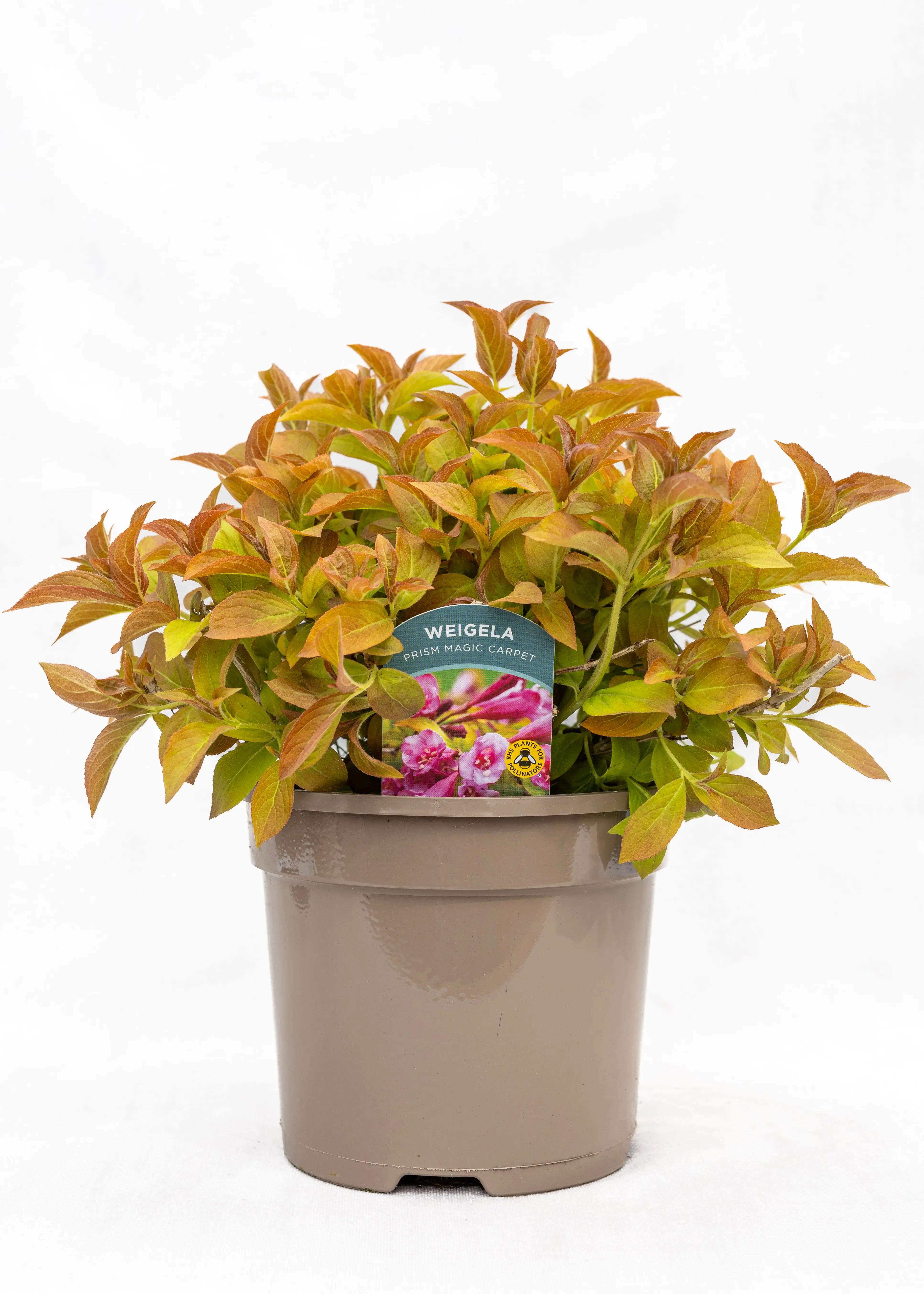Weigela 'Magic Carpet'