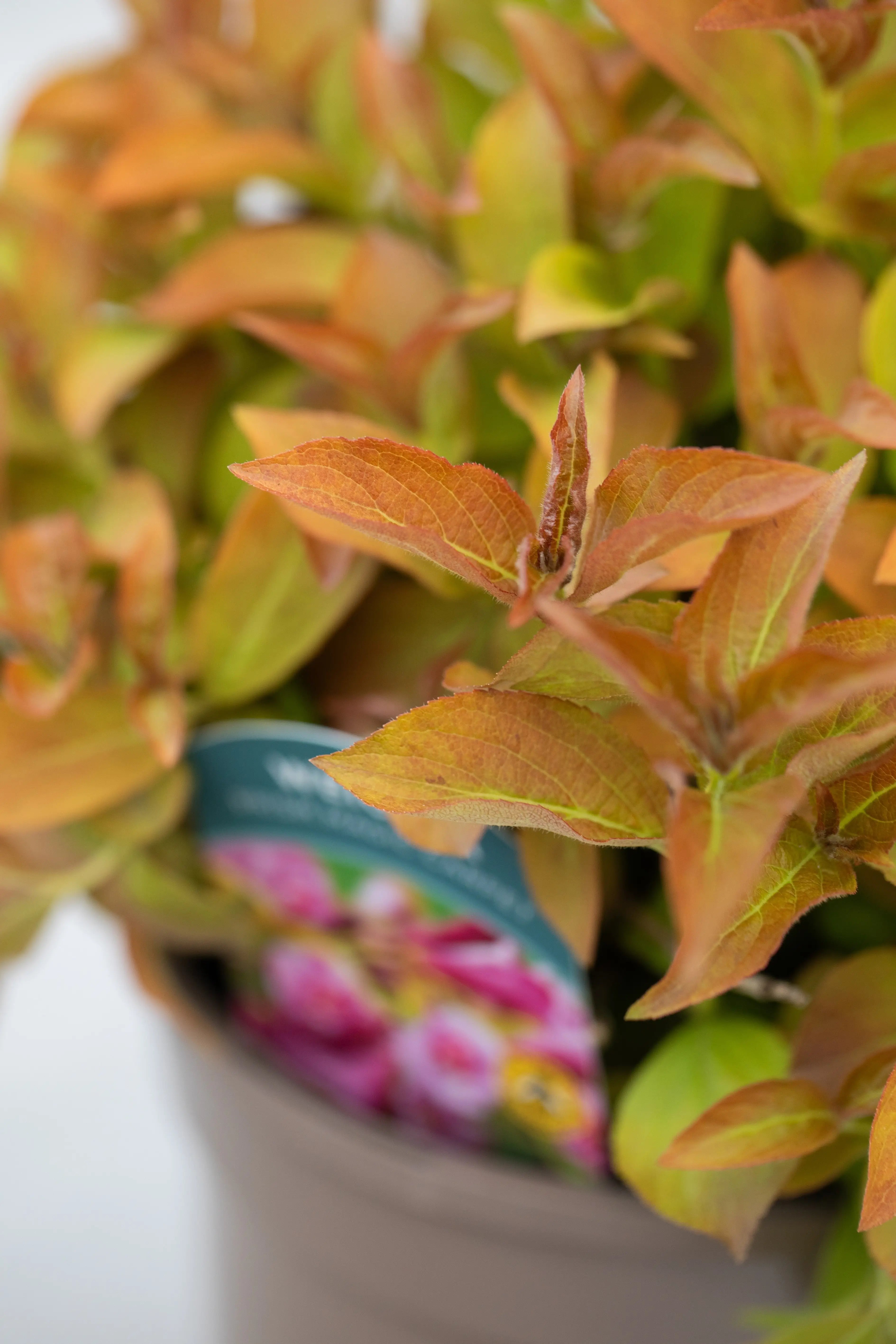 Weigela 'Magic Carpet'