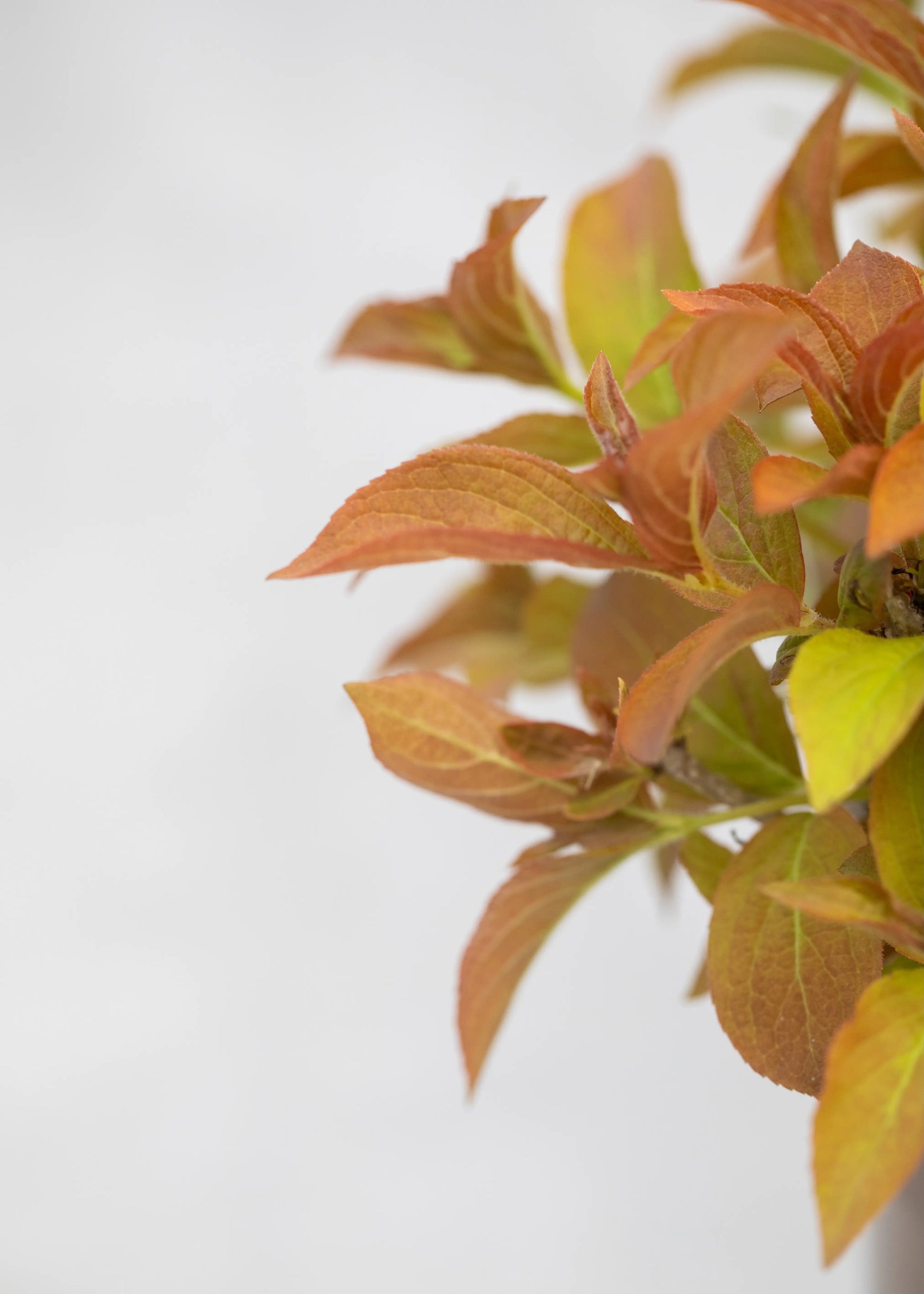 Weigela 'Magic Carpet'
