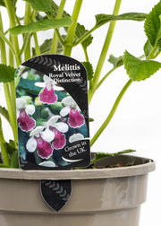 Melittis 'Royal Velvet Distinction'