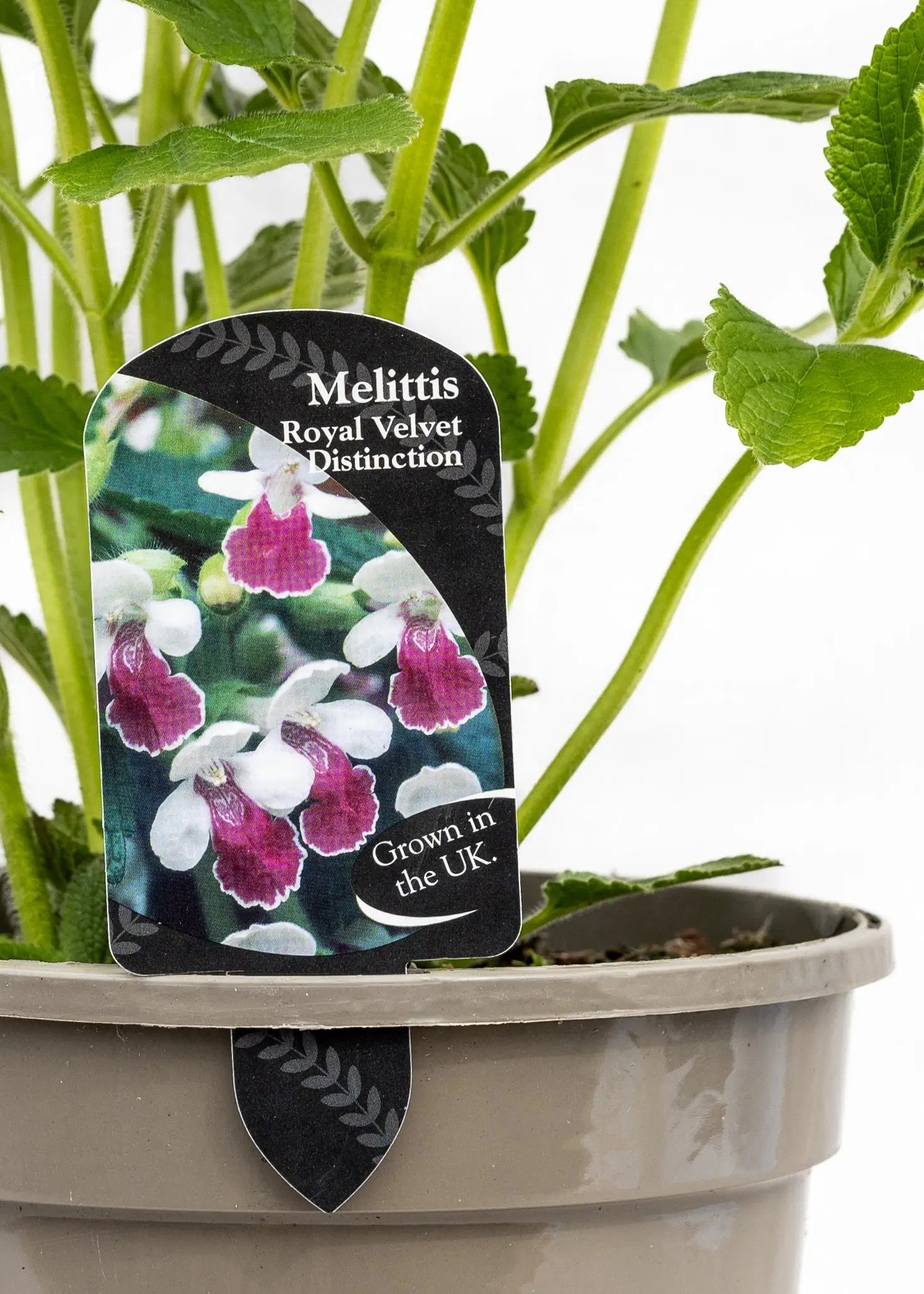 Melittis 'Royal Velvet Distinction'