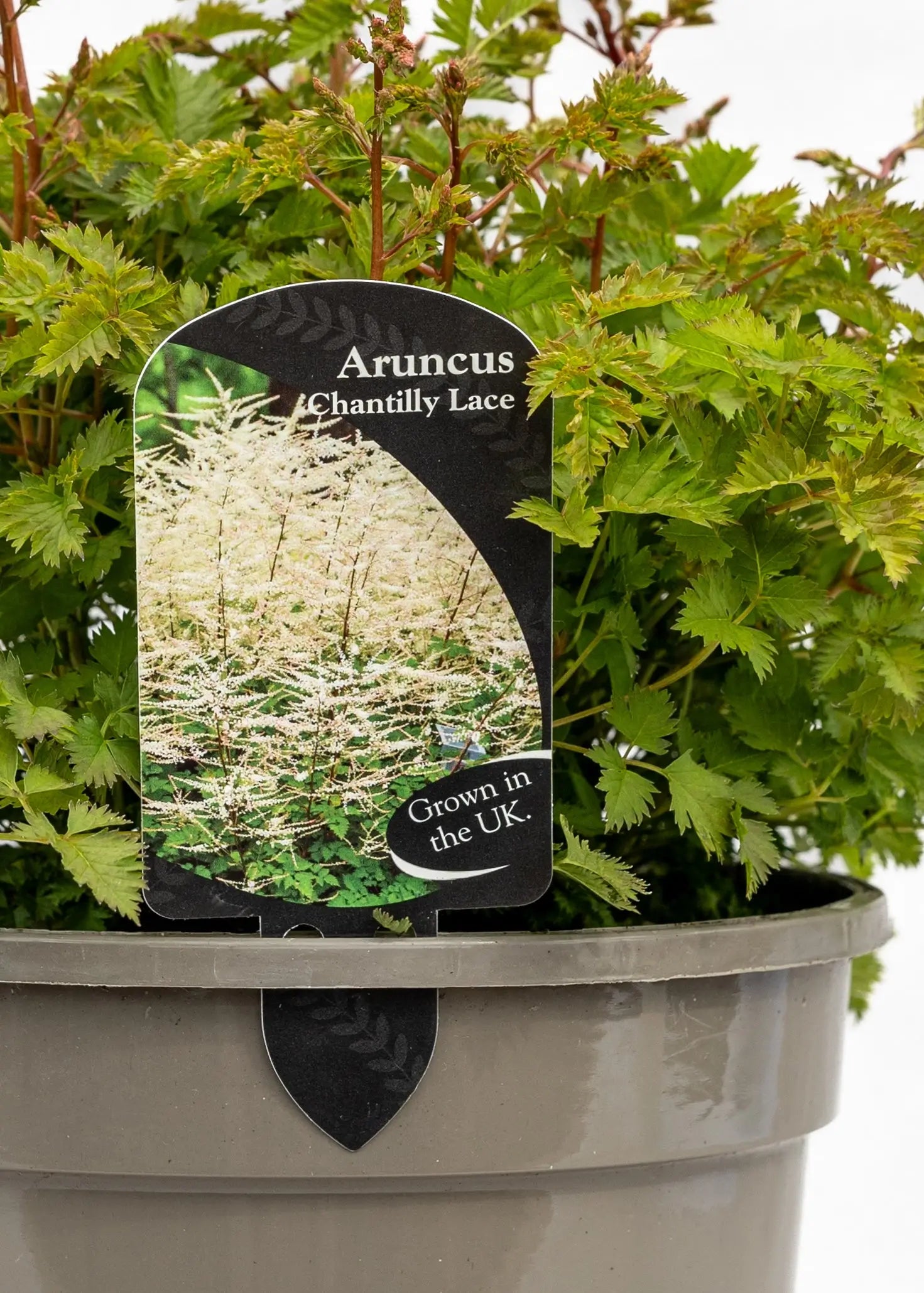 Aruncus 'Chantilly Lace'