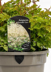 Aruncus 'Chantilly Lace'