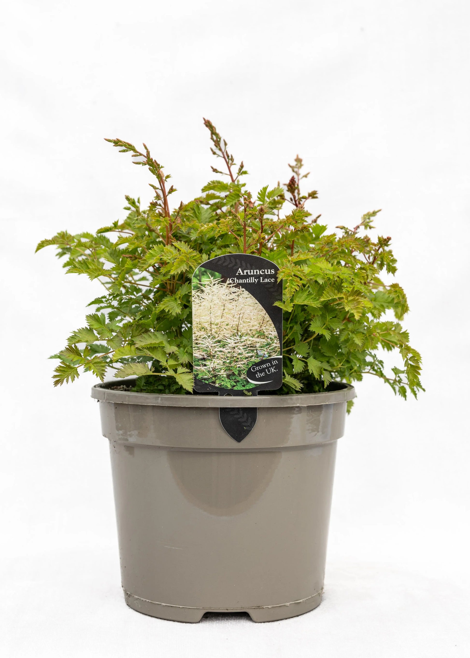 Aruncus 'Chantilly Lace'