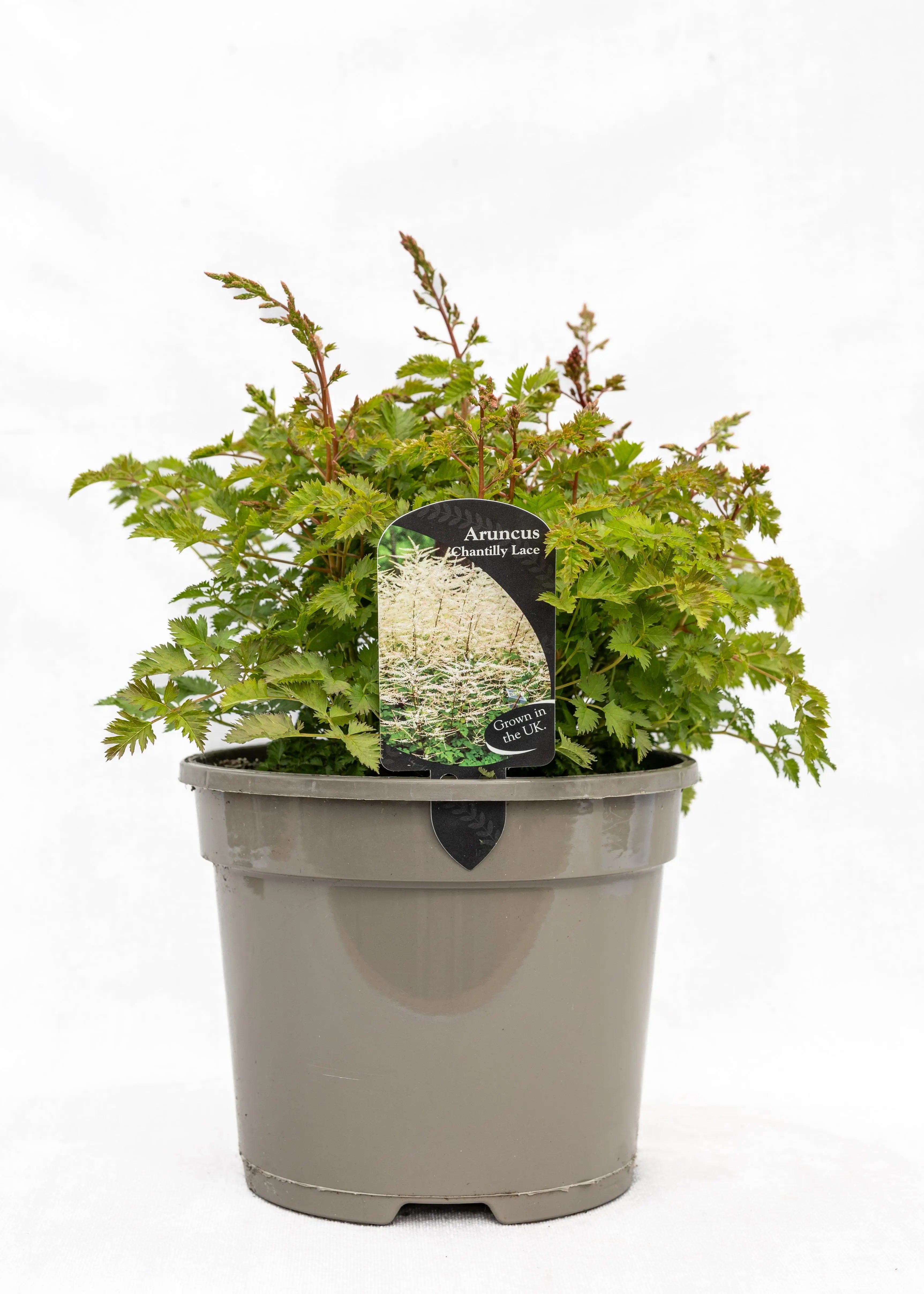Aruncus 'Chantilly Lace'
