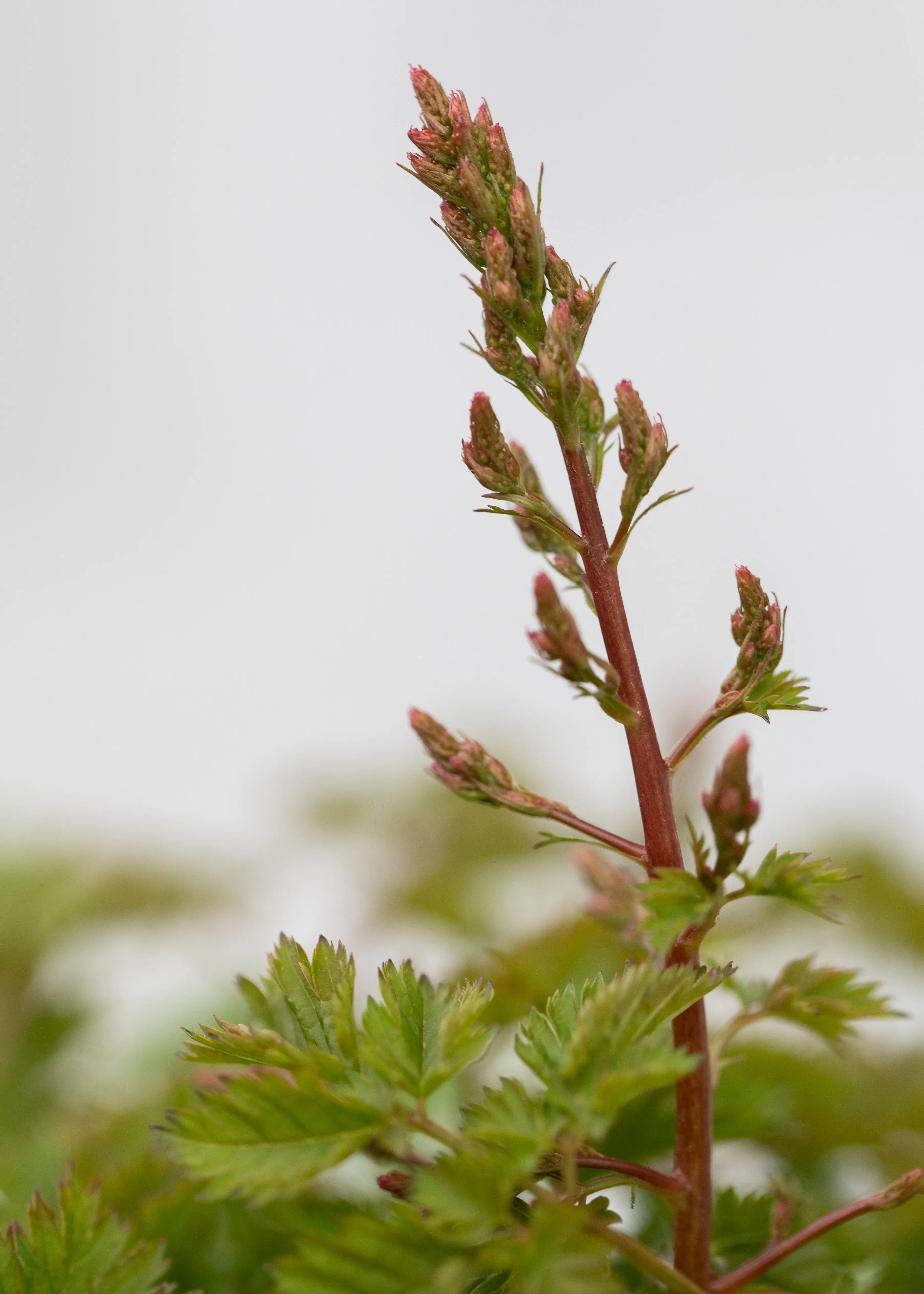 Aruncus 'Chantilly Lace'