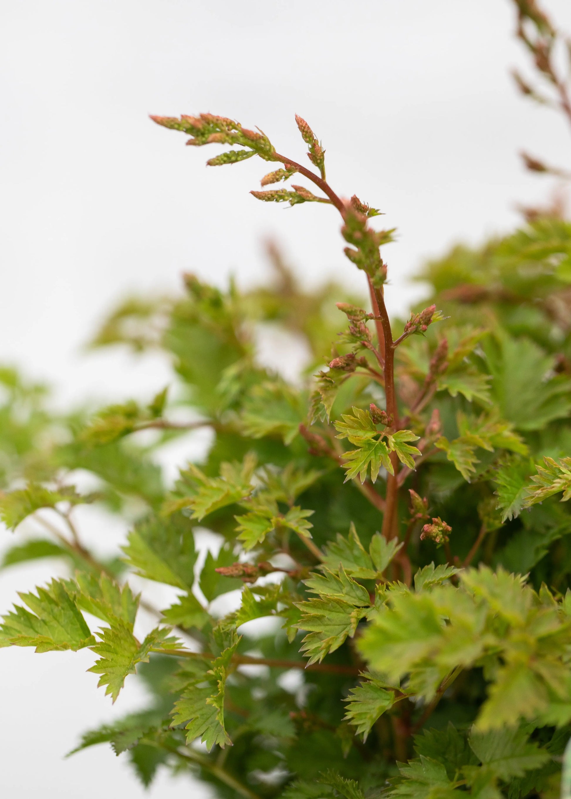 Aruncus 'Chantilly Lace'