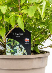 Deutzia gracilis