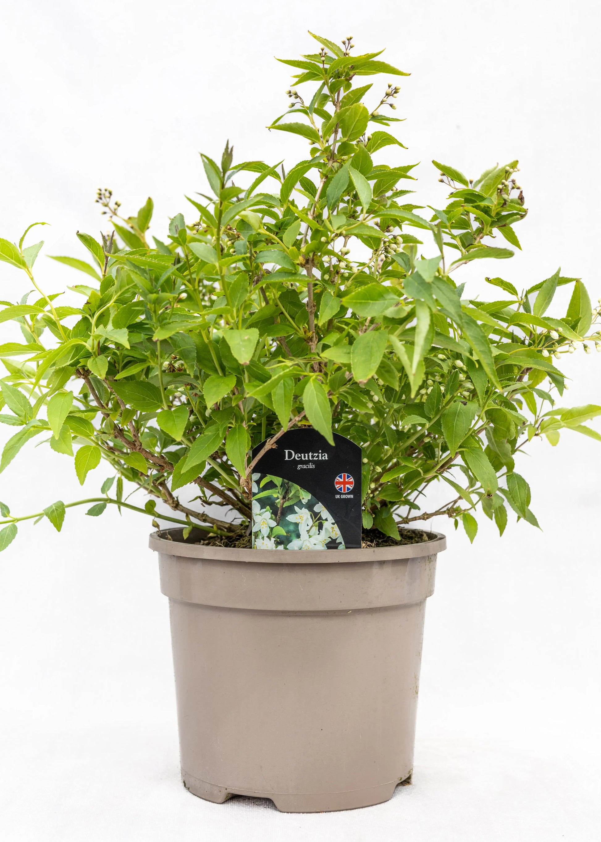 Deutzia gracilis