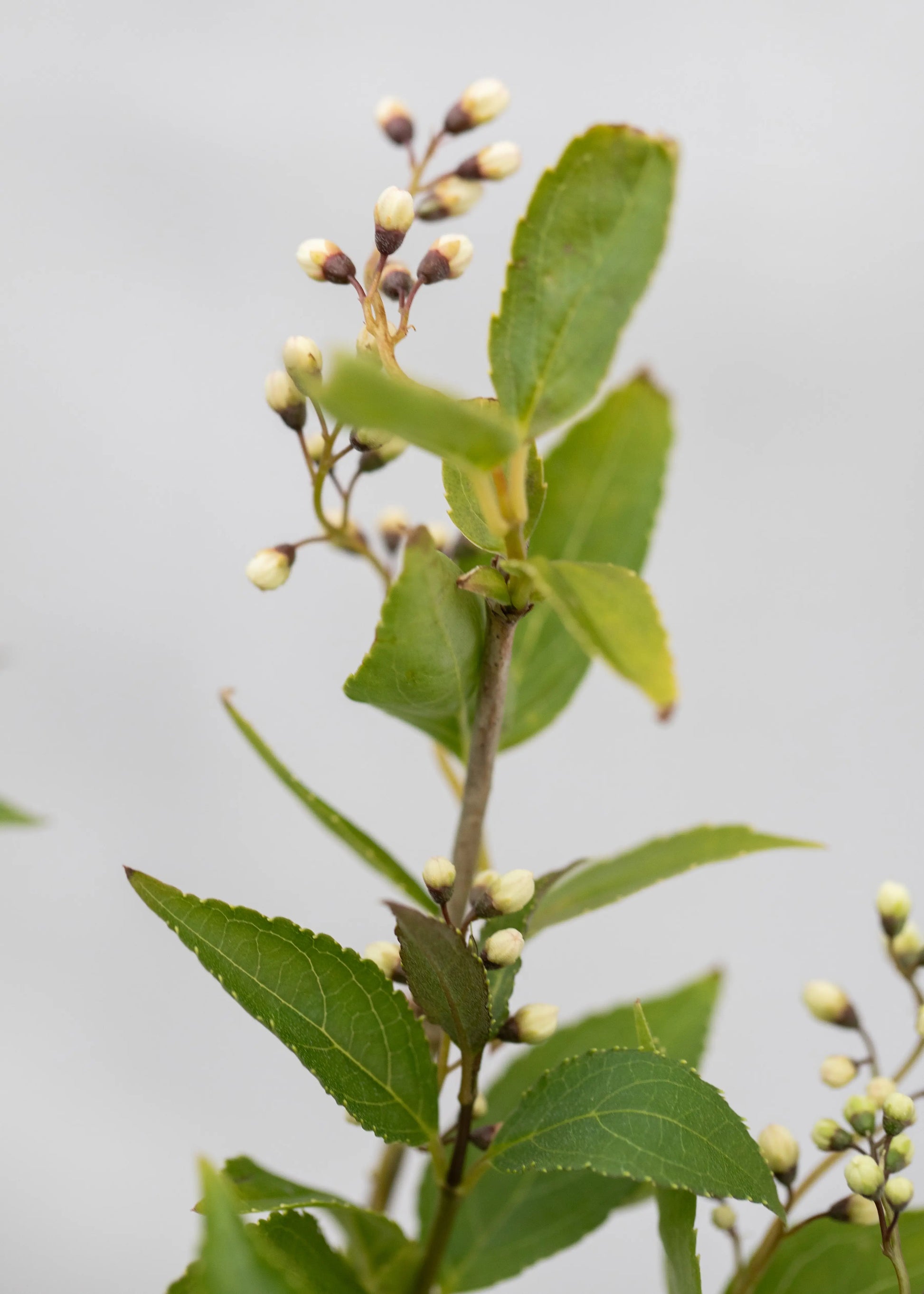 Deutzia gracilis