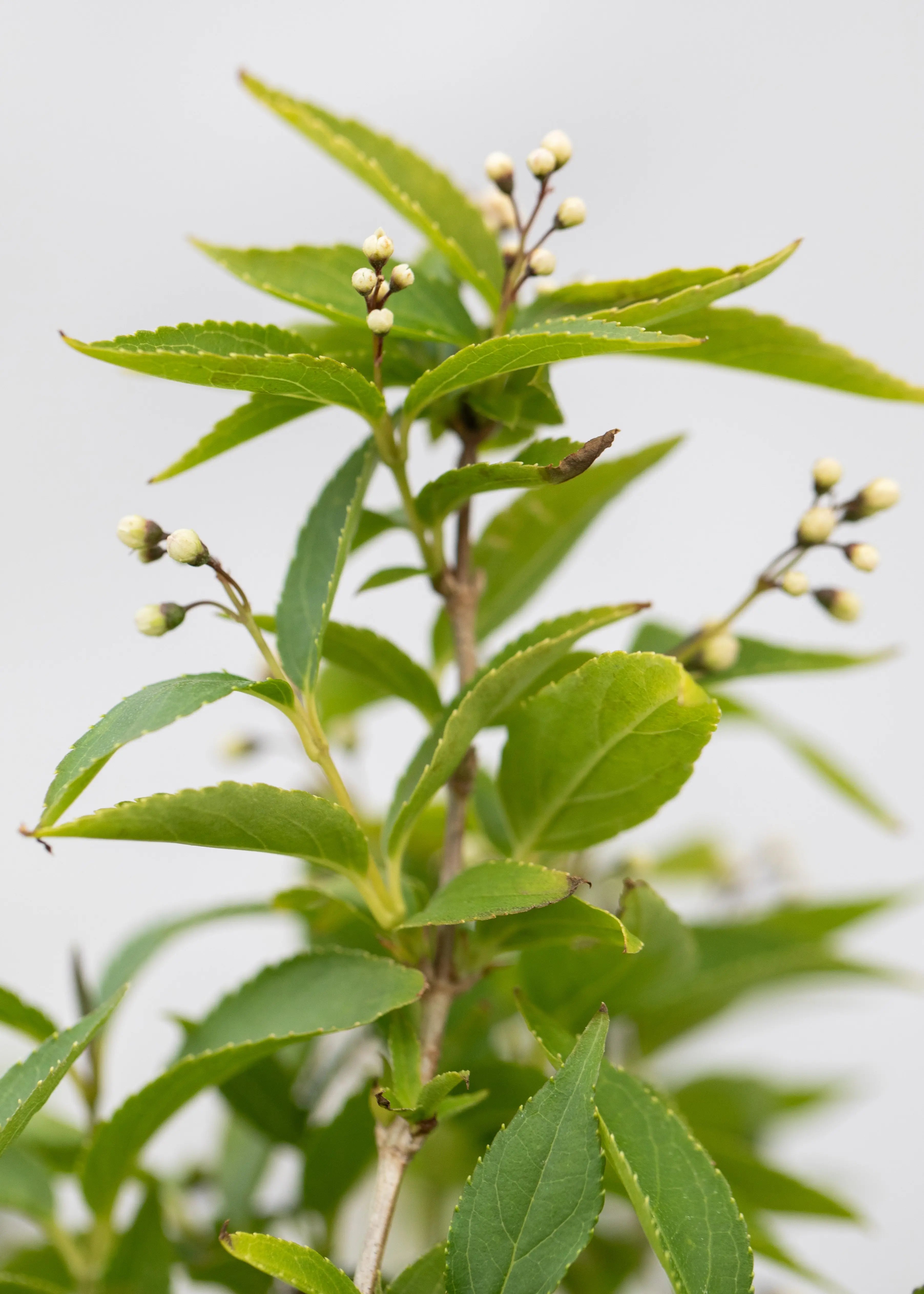 Deutzia gracilis