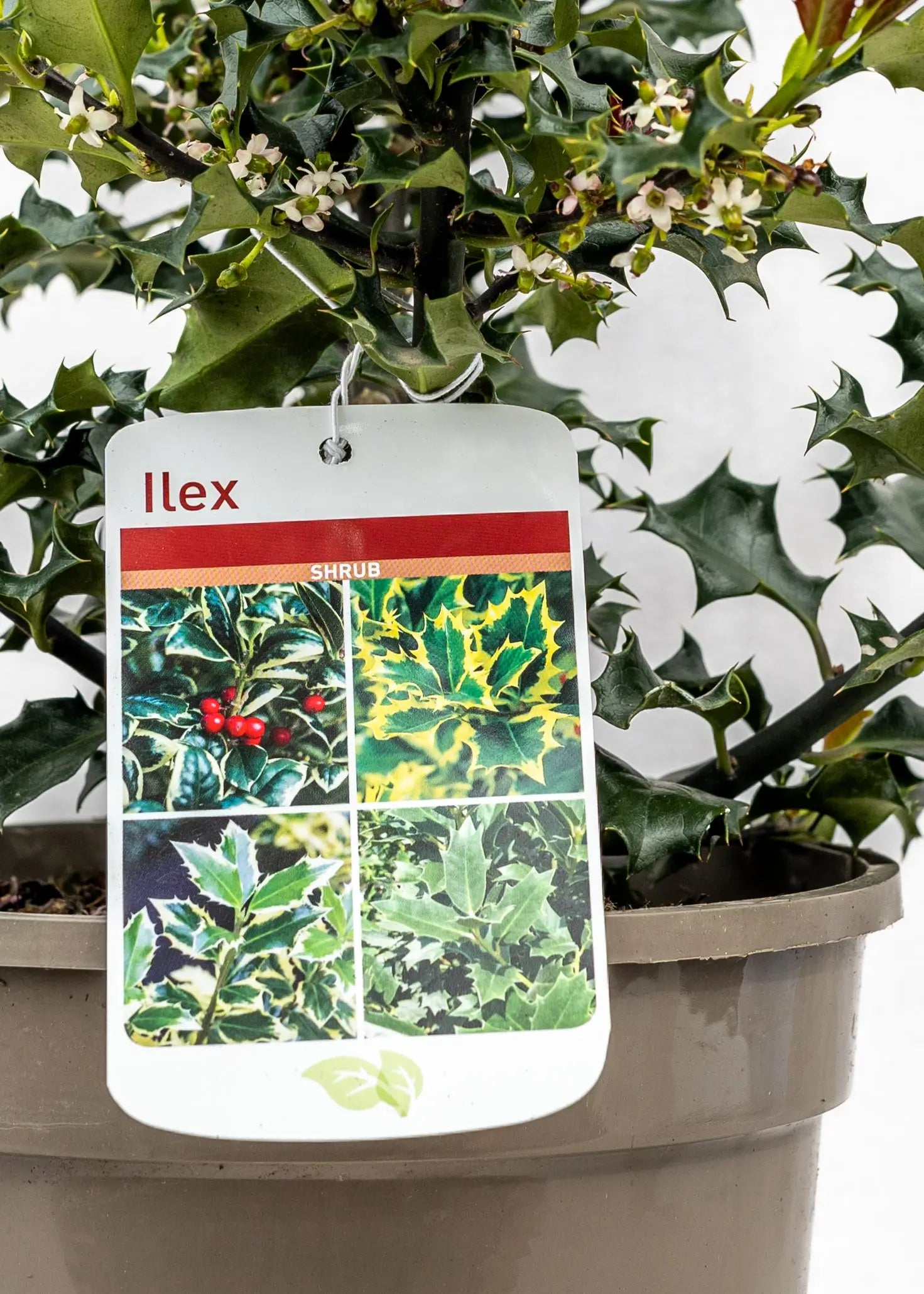 Ilex meservae 'Blue Angel'