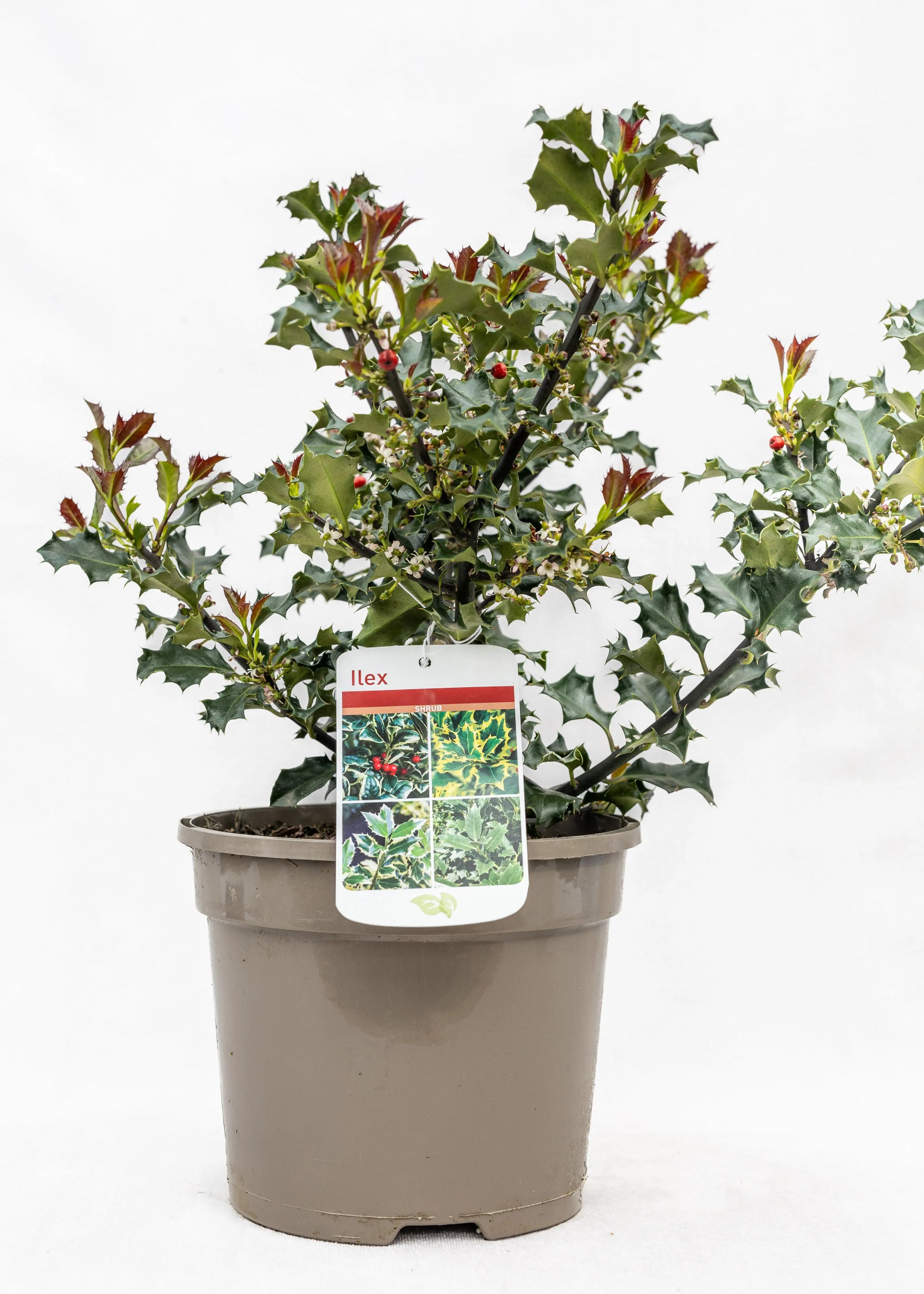 Ilex meservae 'Blue Angel'