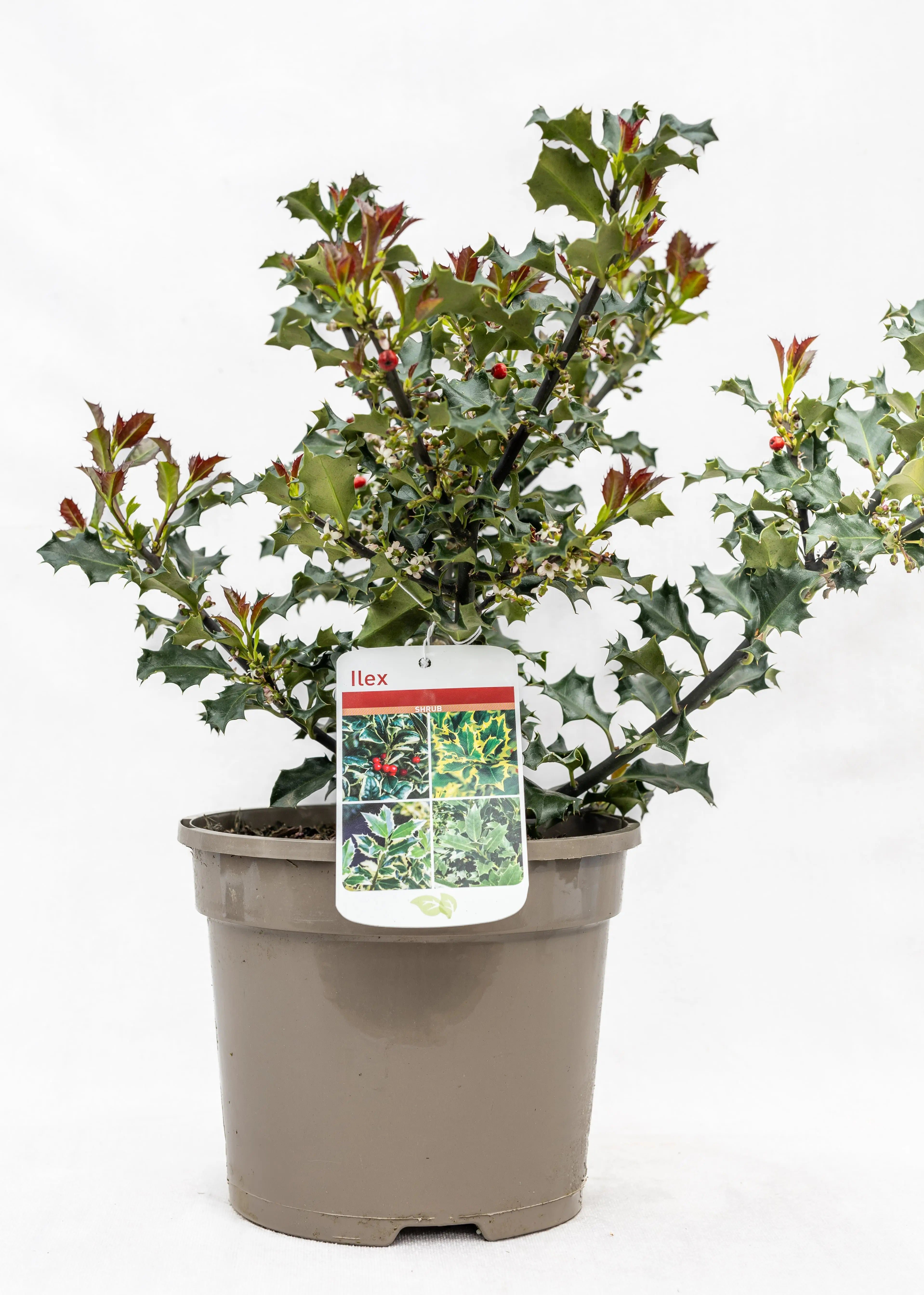 Ilex meservae 'Blue Angel'
